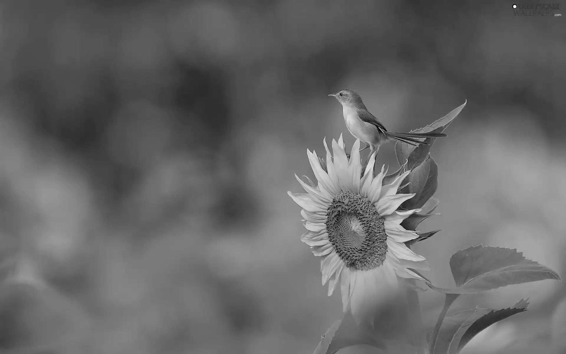 Close, Sunflower, birdies