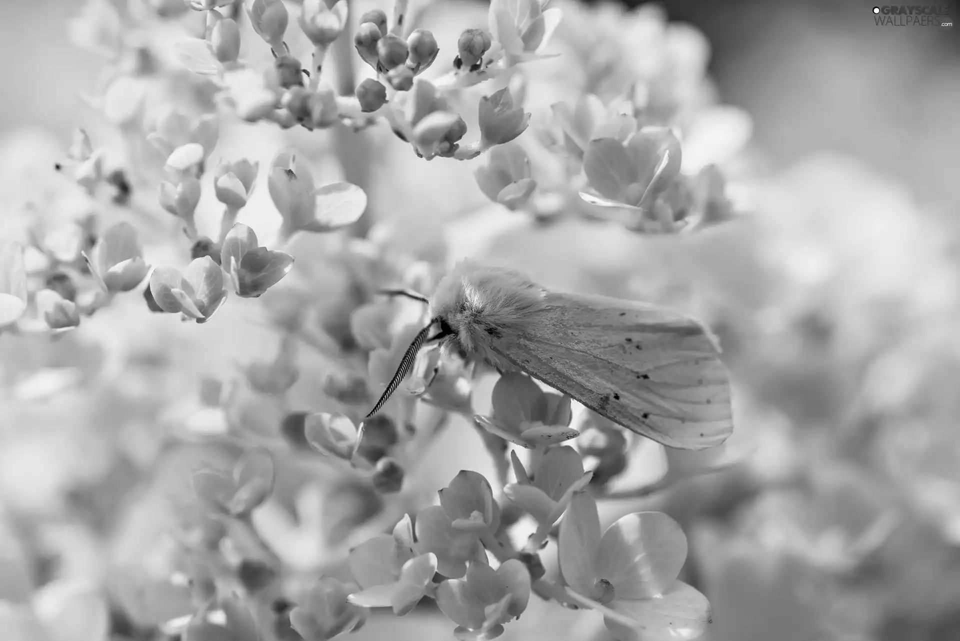 Close, moth, Flowers