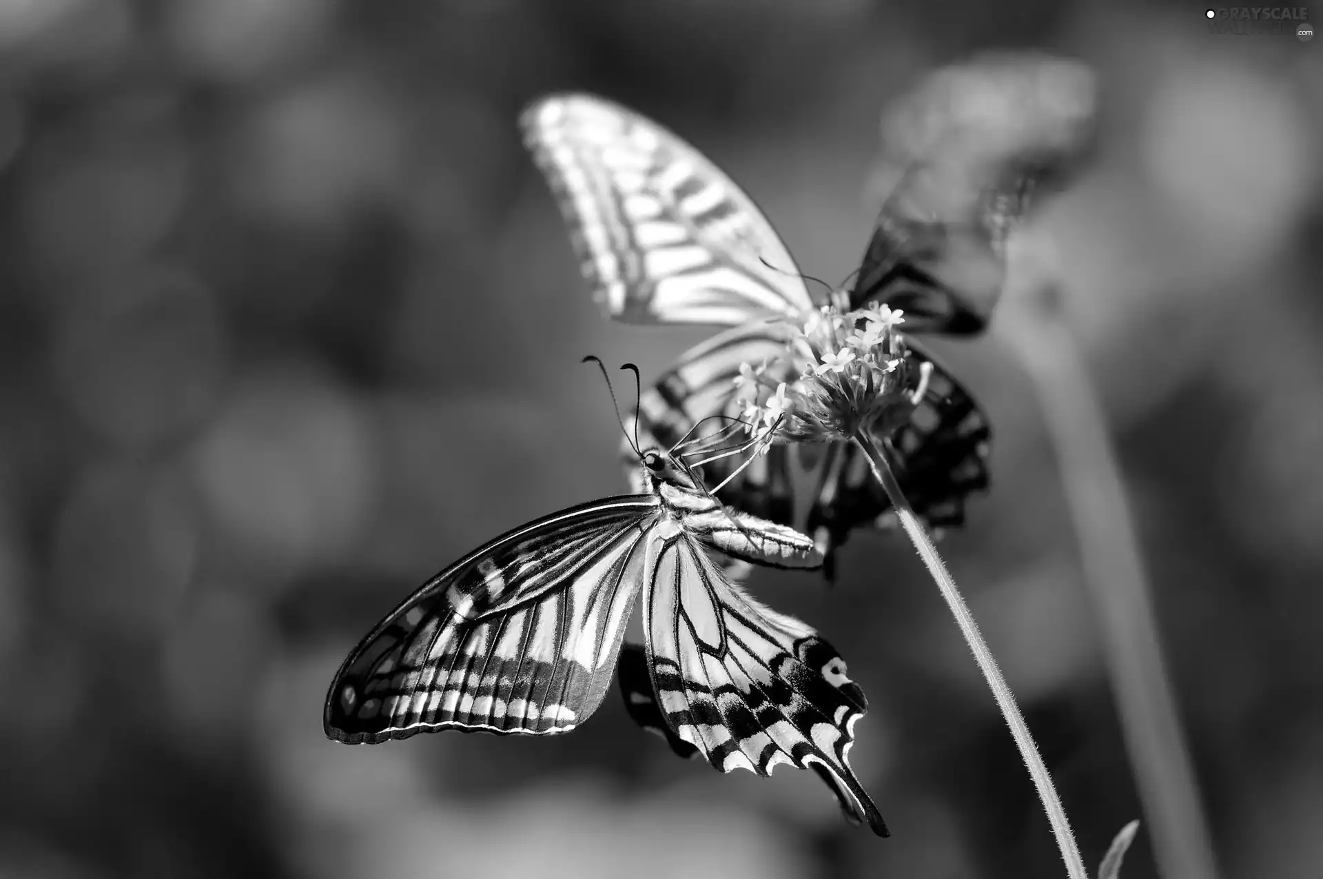 Close, butterfly, plant