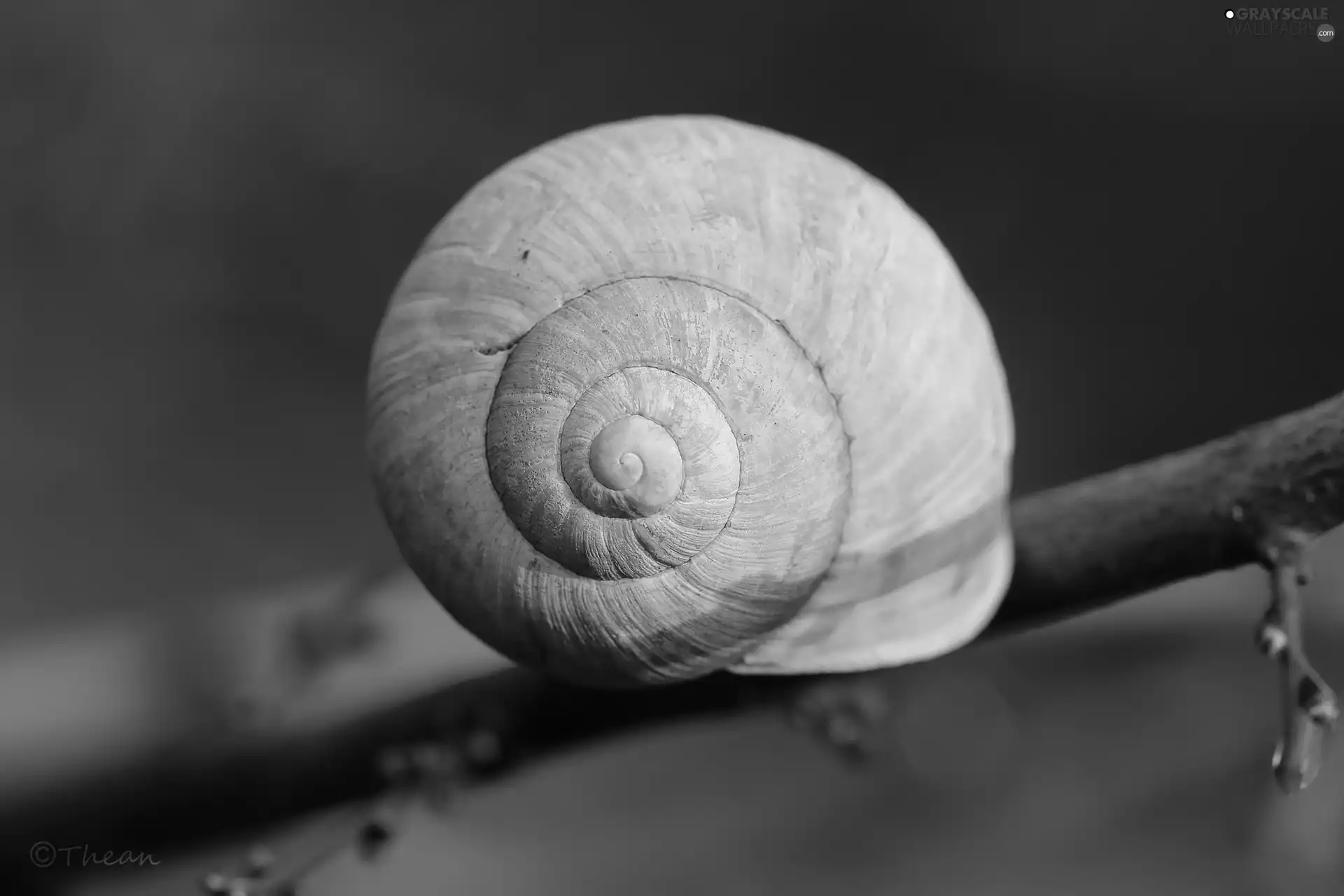 Close, shell, twig