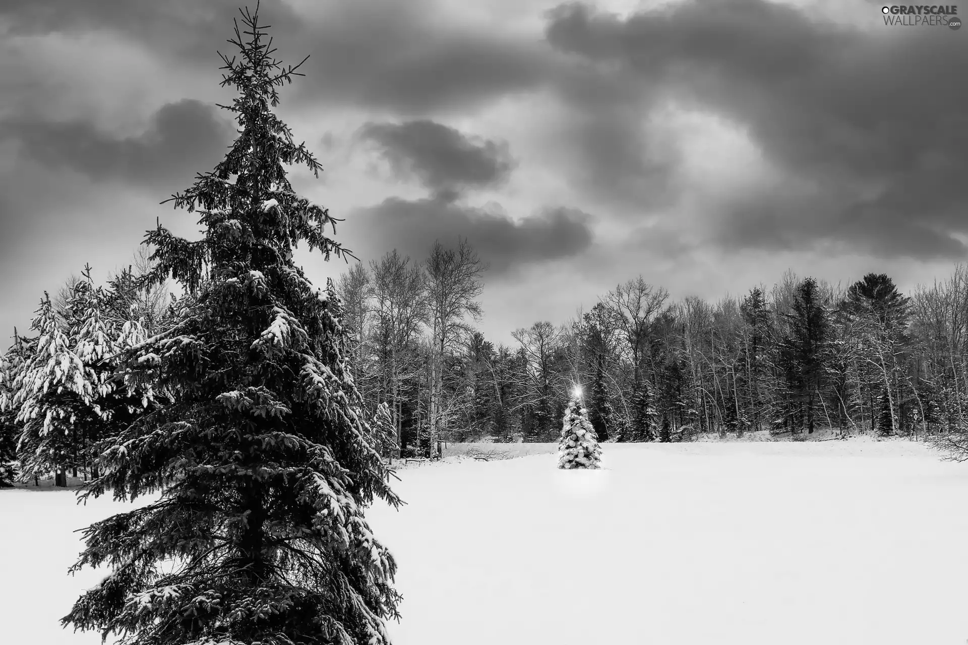 Spruces, winter, Christmas, clouds, christmas tree, snow