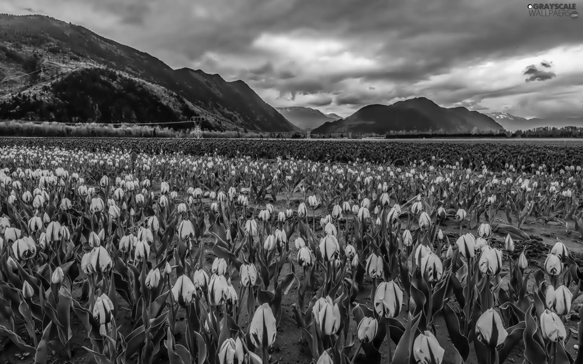 Field, Mountains, clouds, tulips