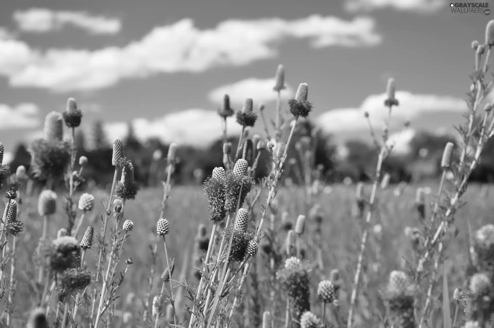 Meadow, Sky, clouds, Flowers