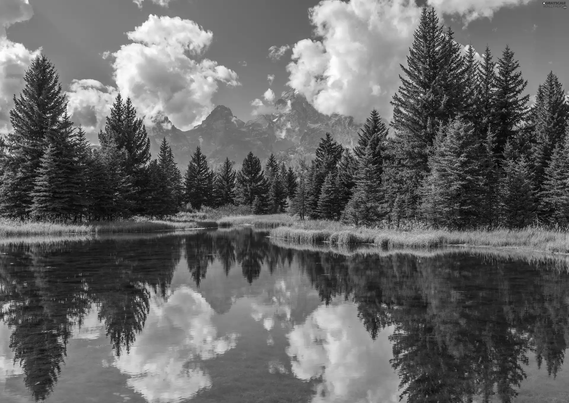 Spruces, trees, reflection, viewes, lake, clouds, Mountains