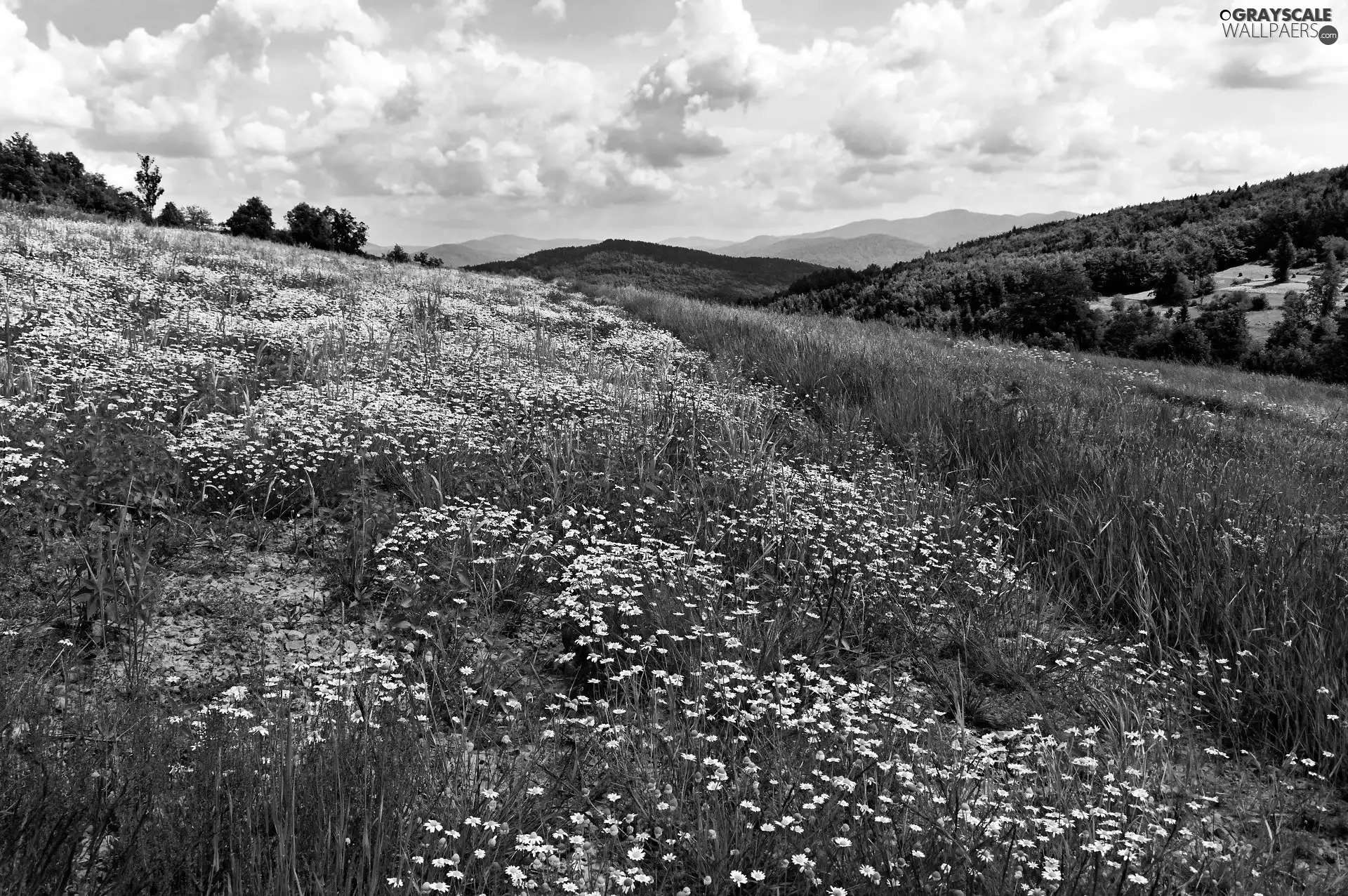 Meadow, Mountains, chamomile, clouds, Flowers, slope
