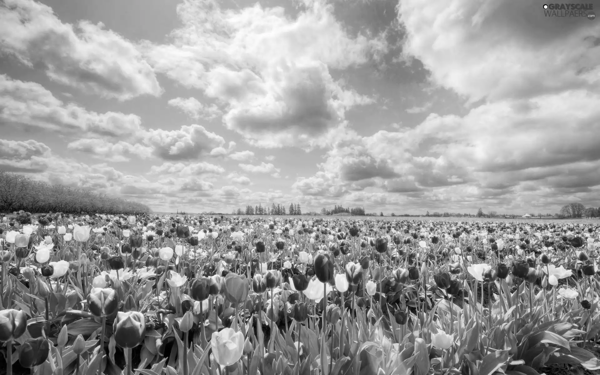 clouds, color, Tulips