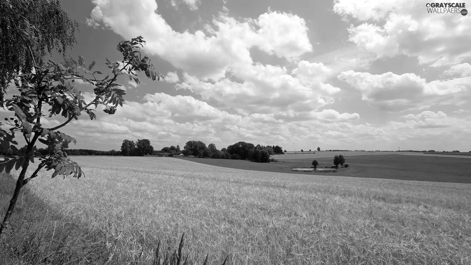 Field, clouds, viewes, Plant, trees