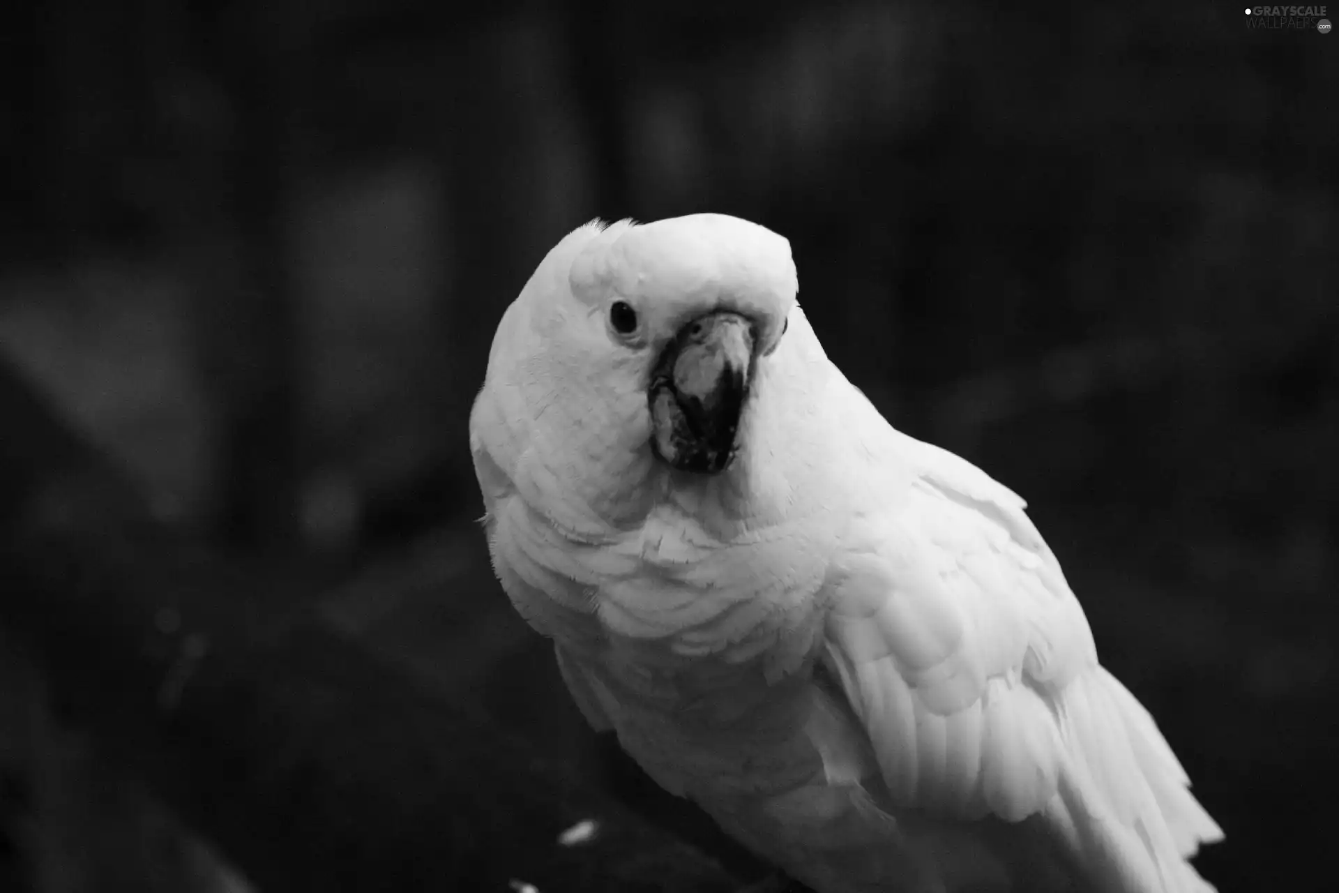 cockatoo, White, parrot
