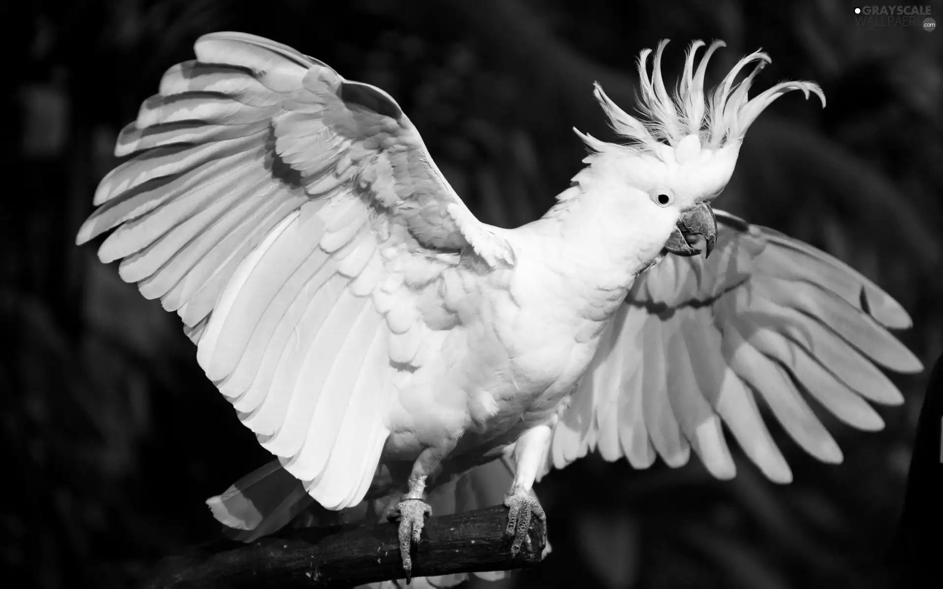 White, cockatoo