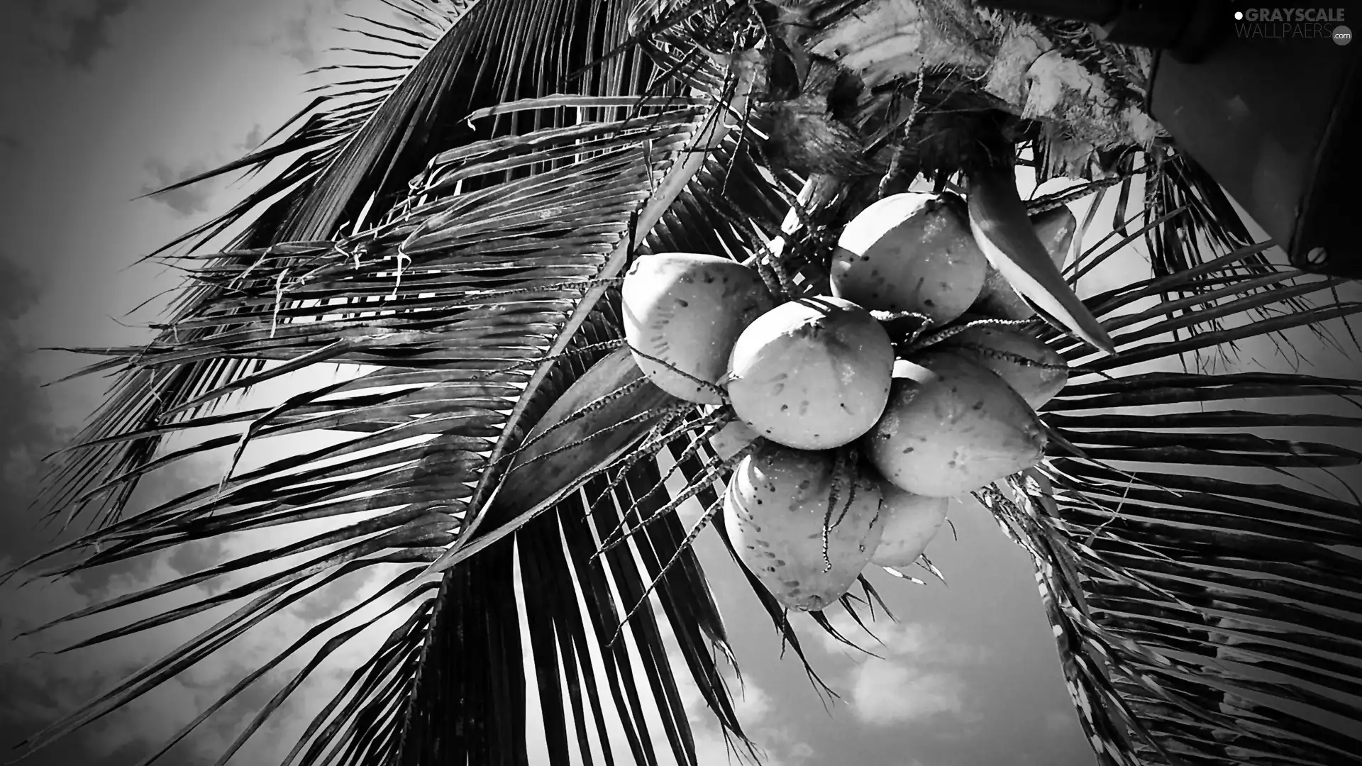 Palm, coconuts
