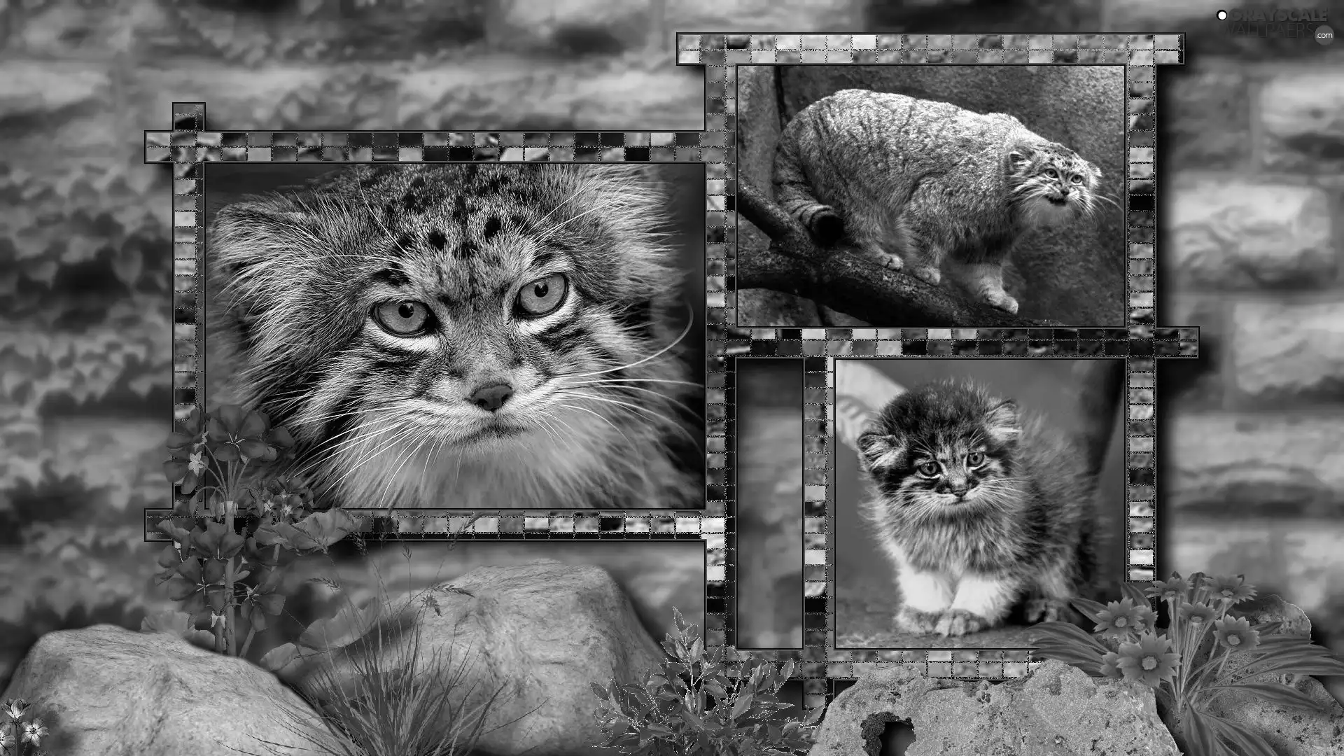 Manul, collage
