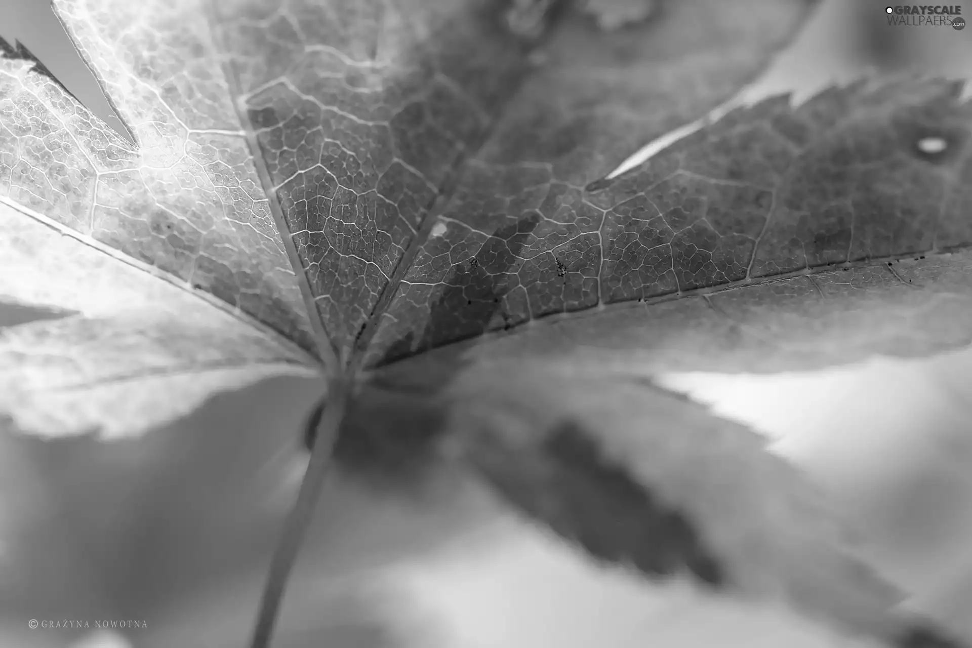leaf, color