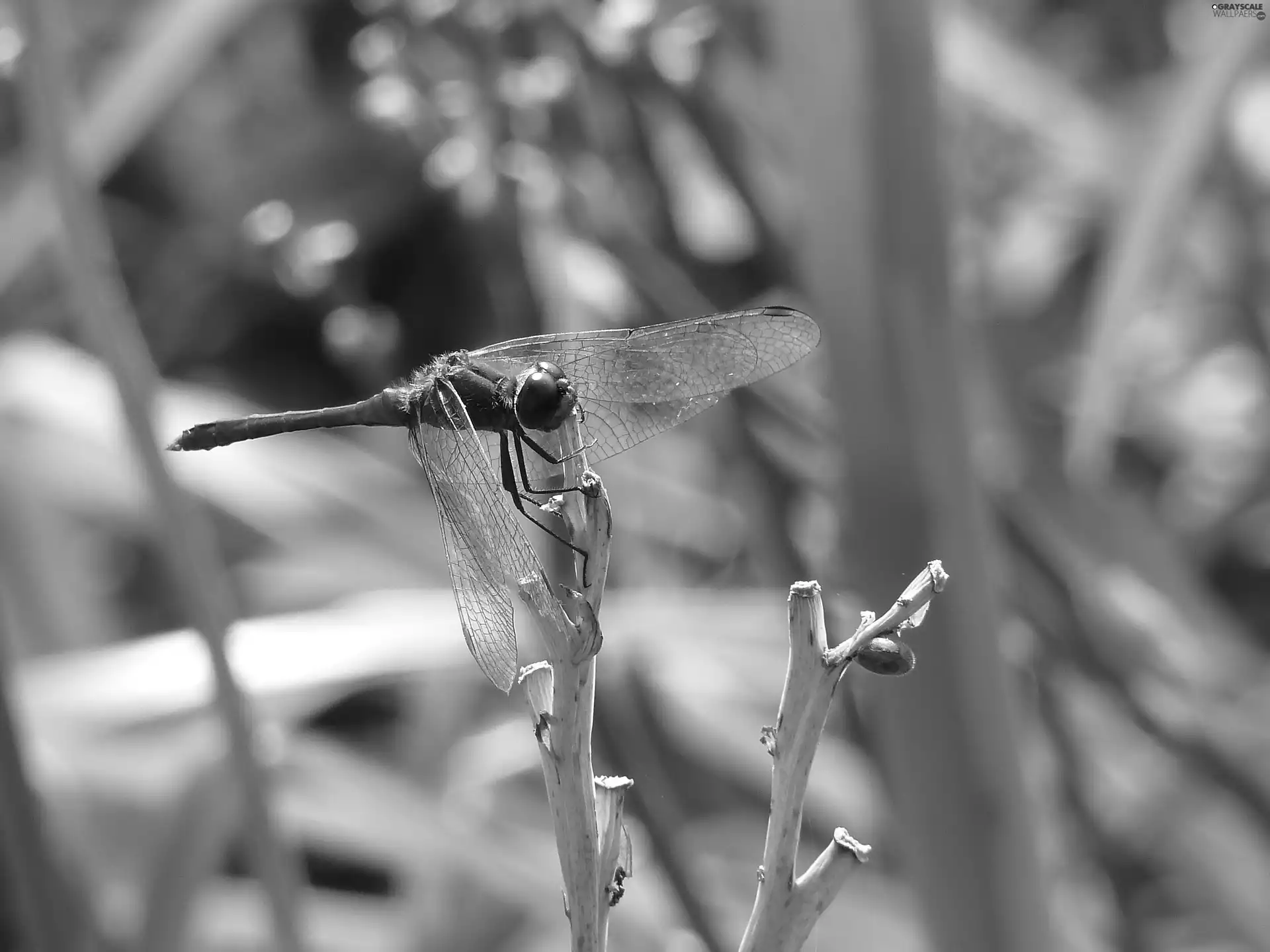 dragon-fly, Common Darter Dragonfly