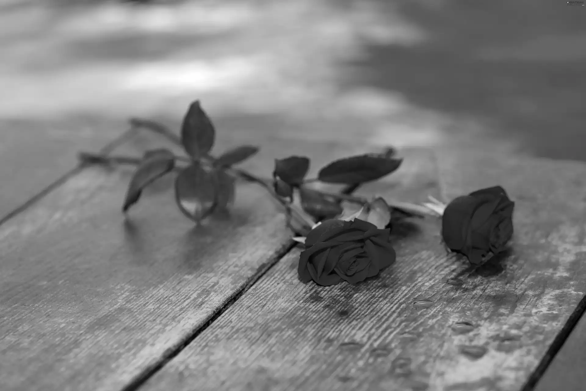 composition, roses, Bench