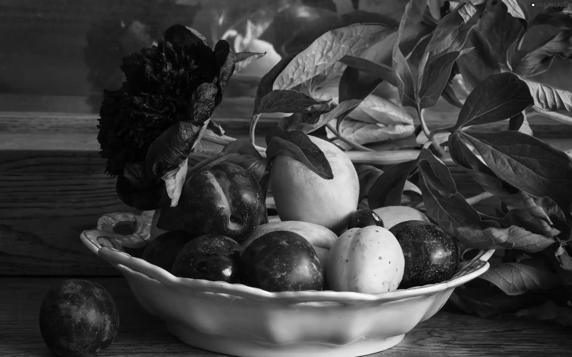 composition, still life, apricots, peony, plums