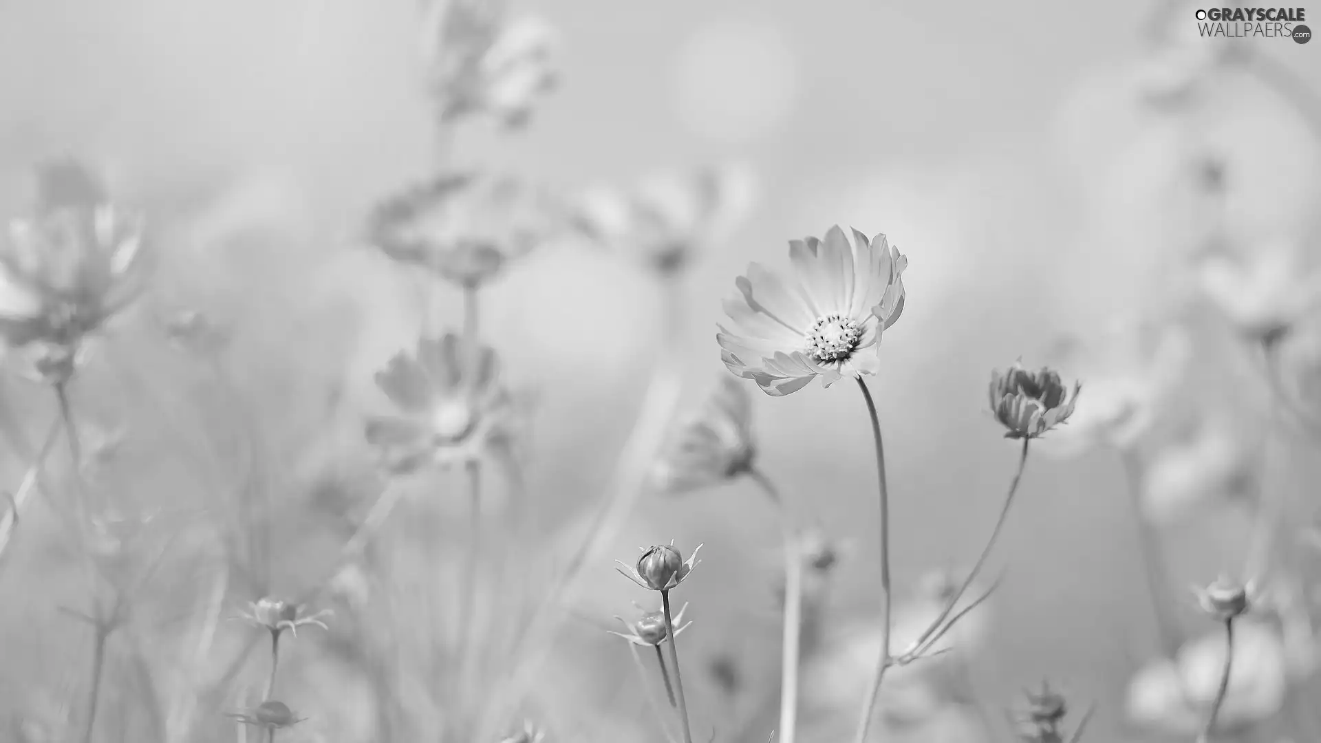 Flowers, Buds, blur, Cosmos