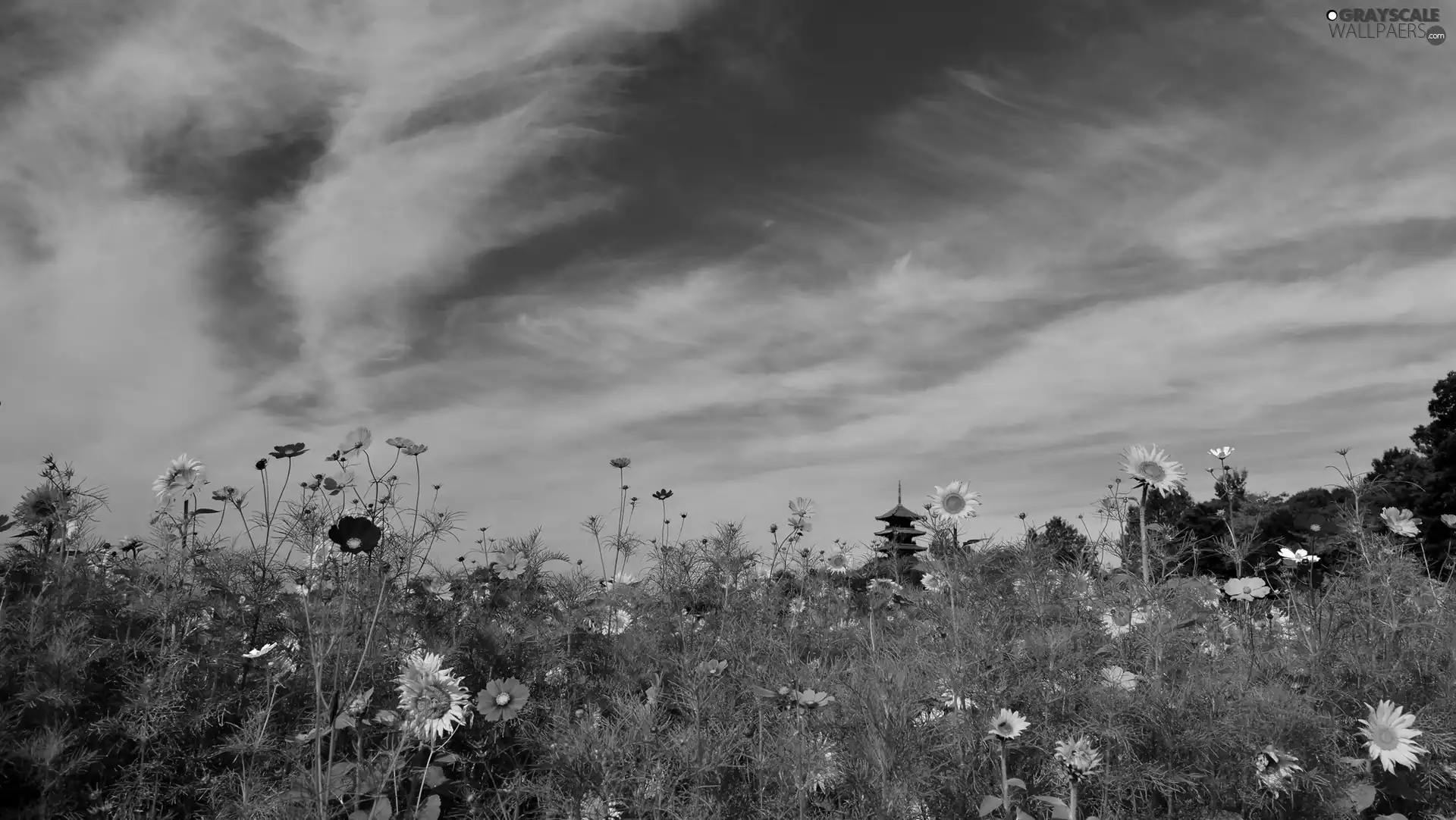 Cosmos, Meadow, Flowers