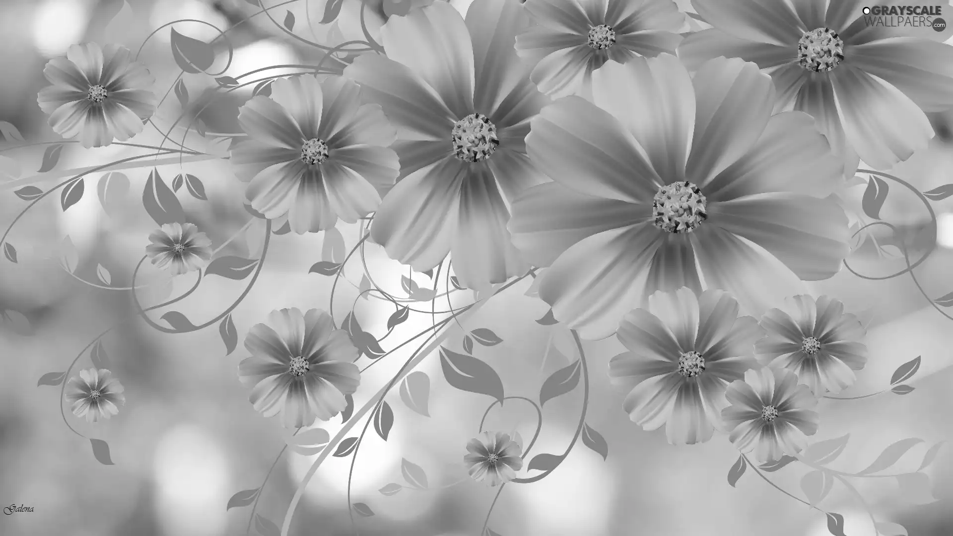 2D Graphics, Flowers, Cosmos