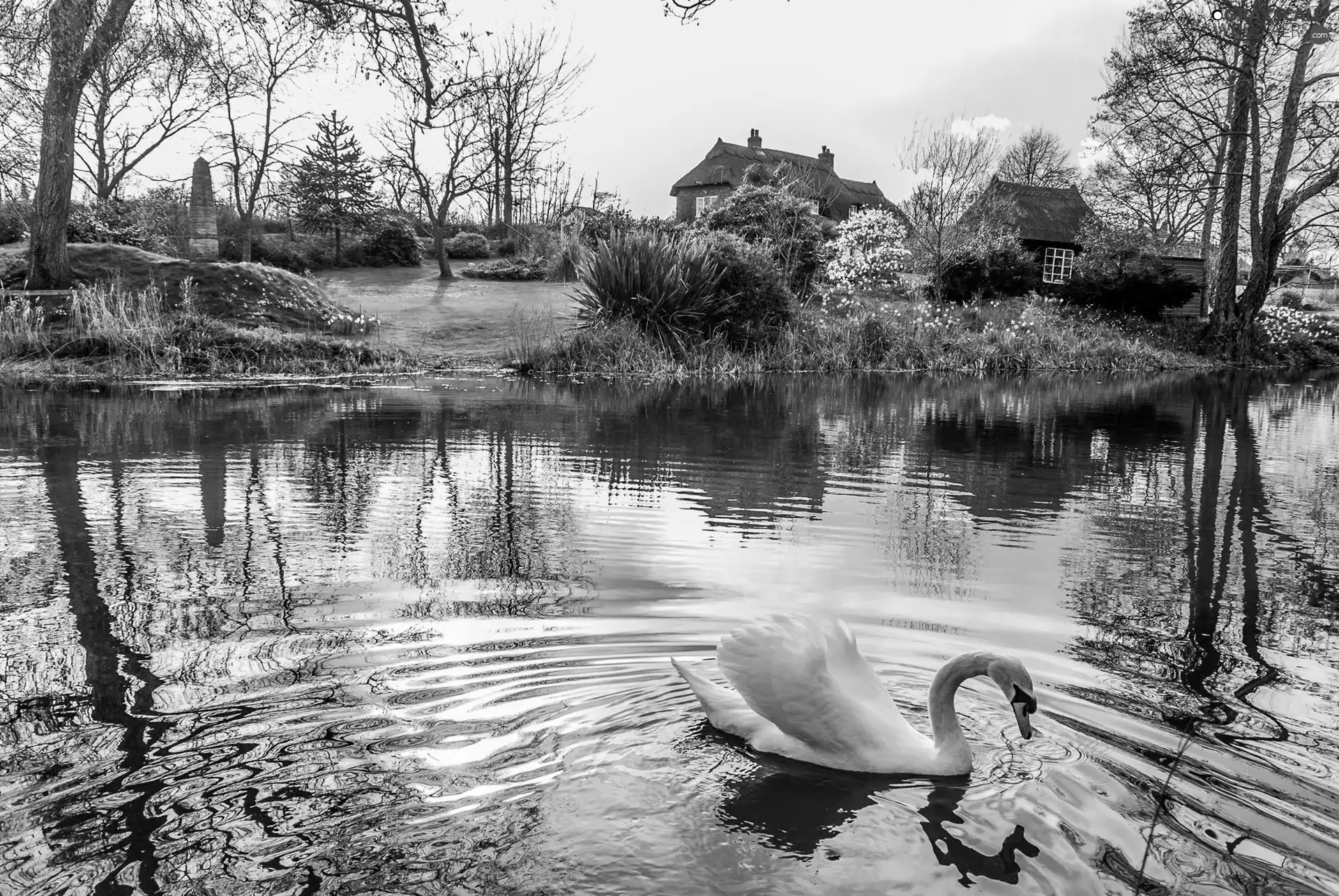 country, Spring, Swans, Houses, Pond - car