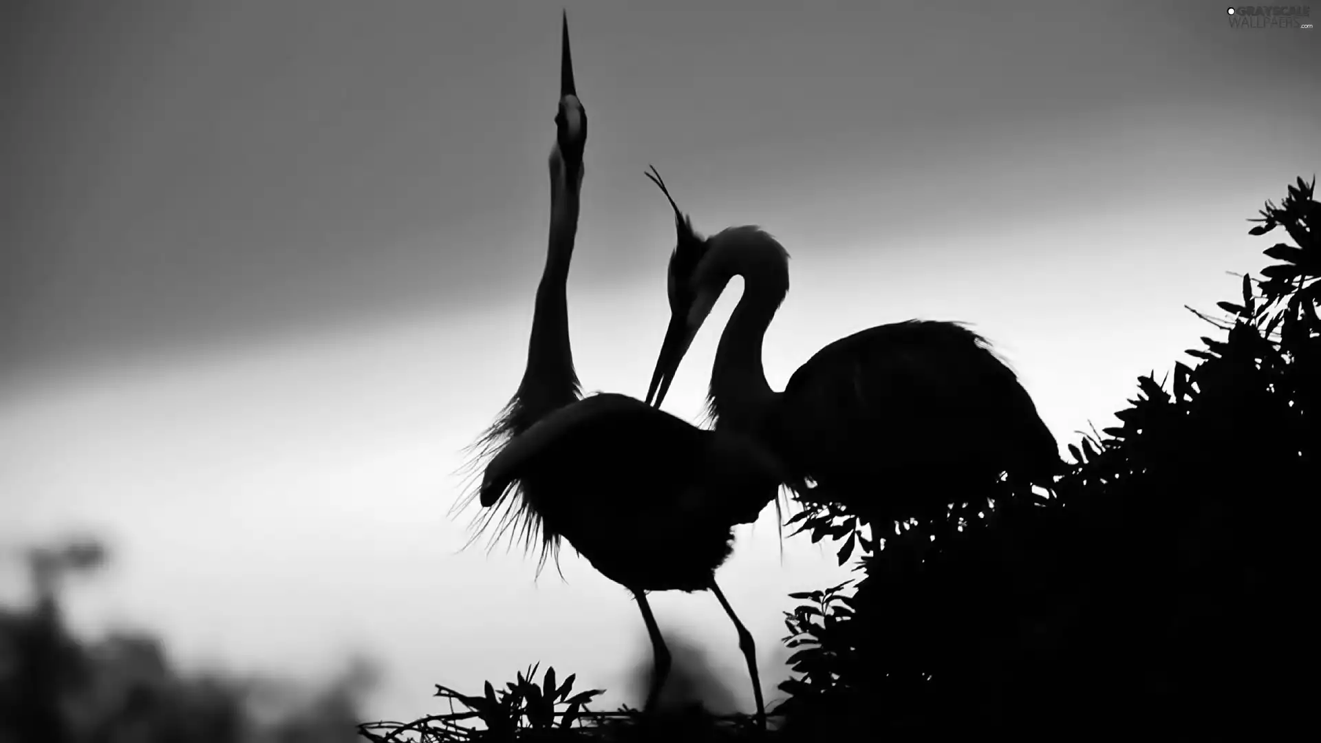 dawn, cranes