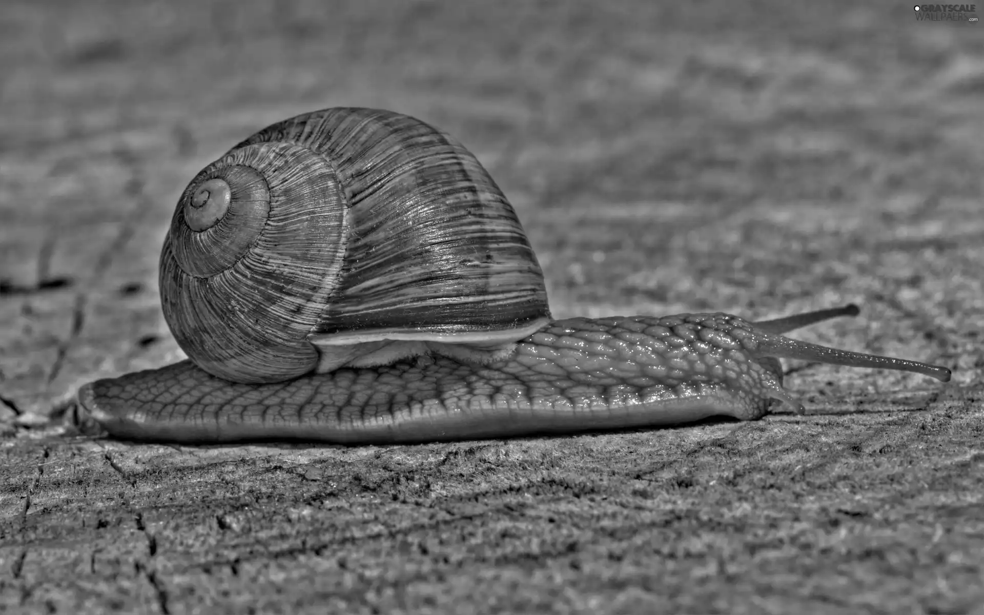 crazy, snail, shell