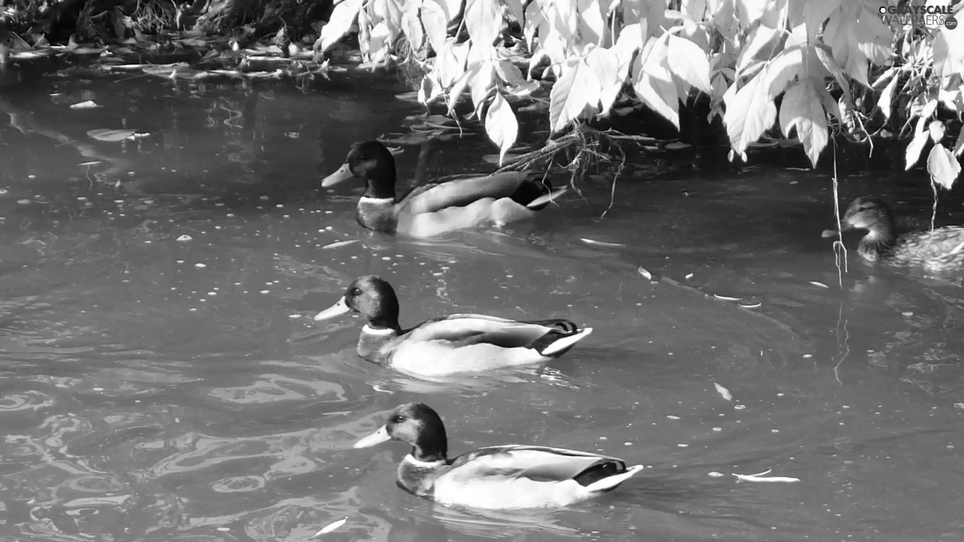 Pond - car, ducks, Cross