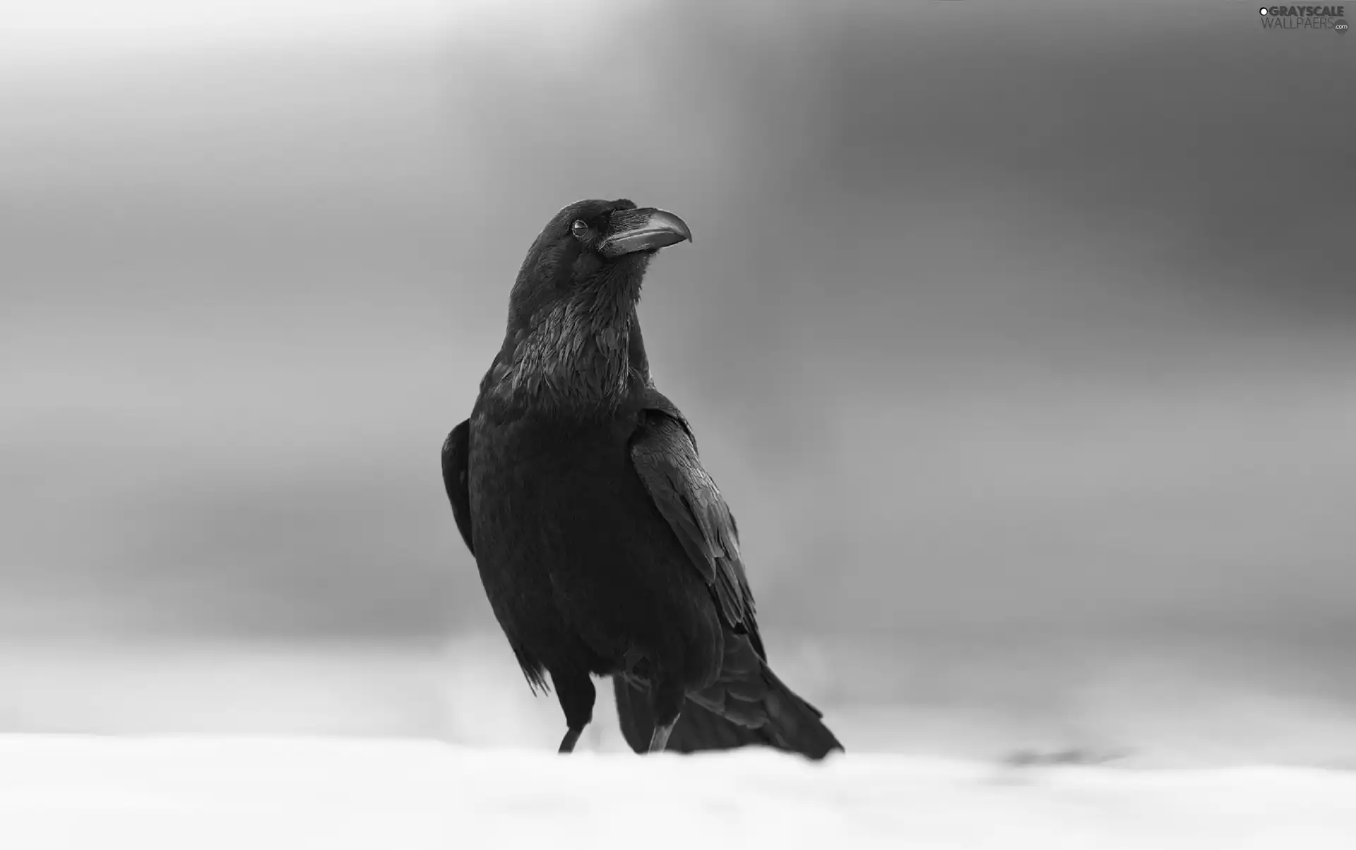 Bird, Crow