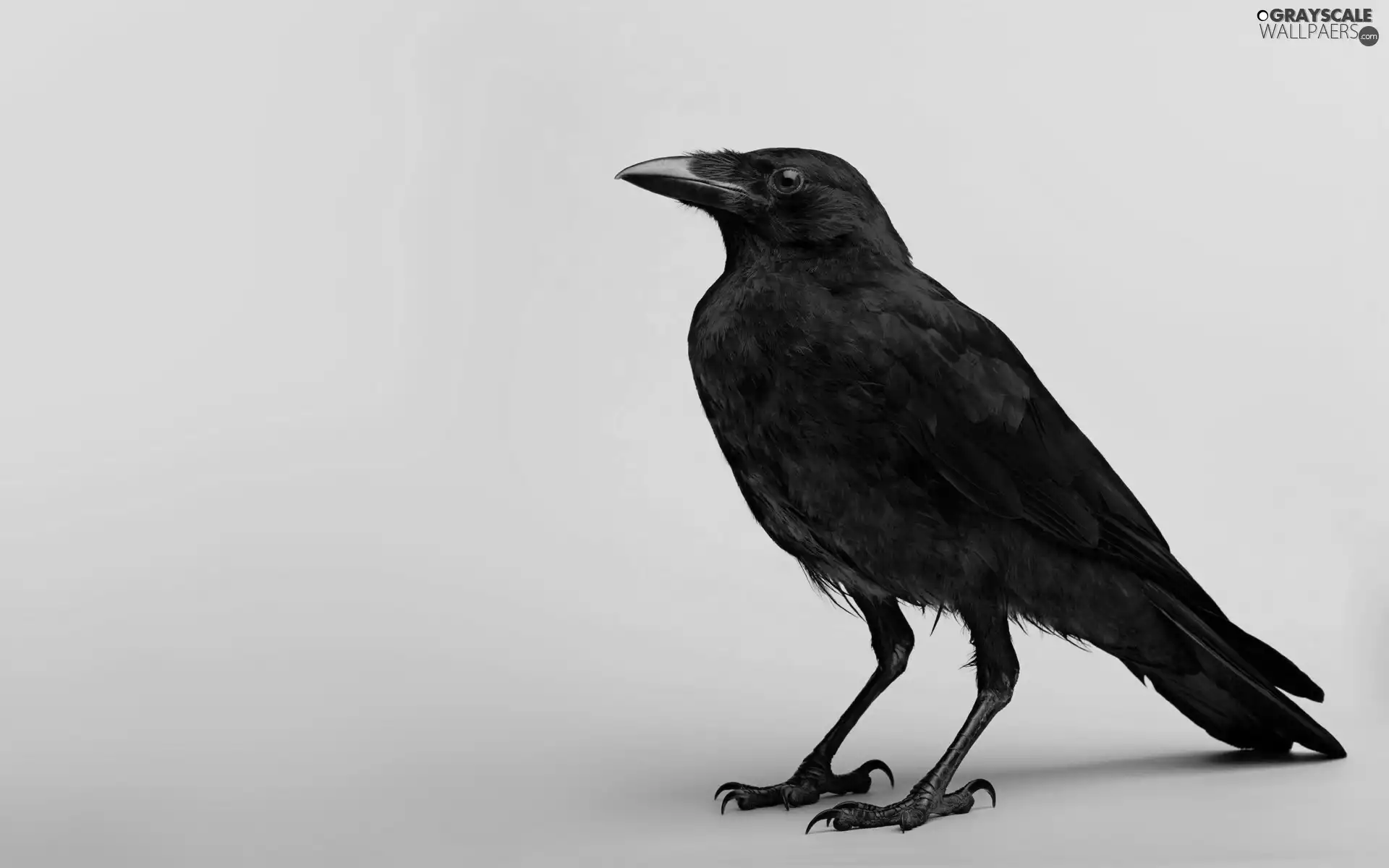 Black, Crow