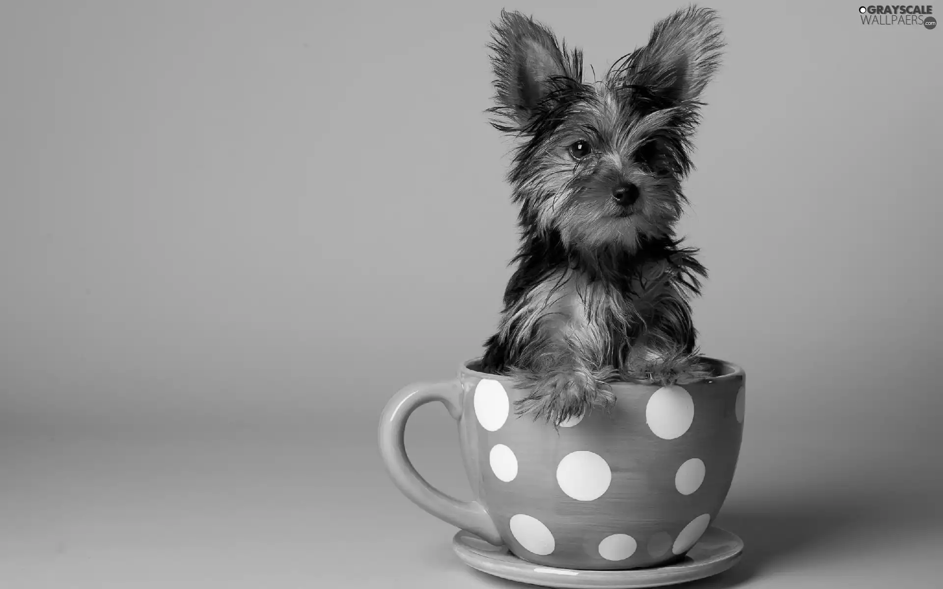 cup, small, doggy