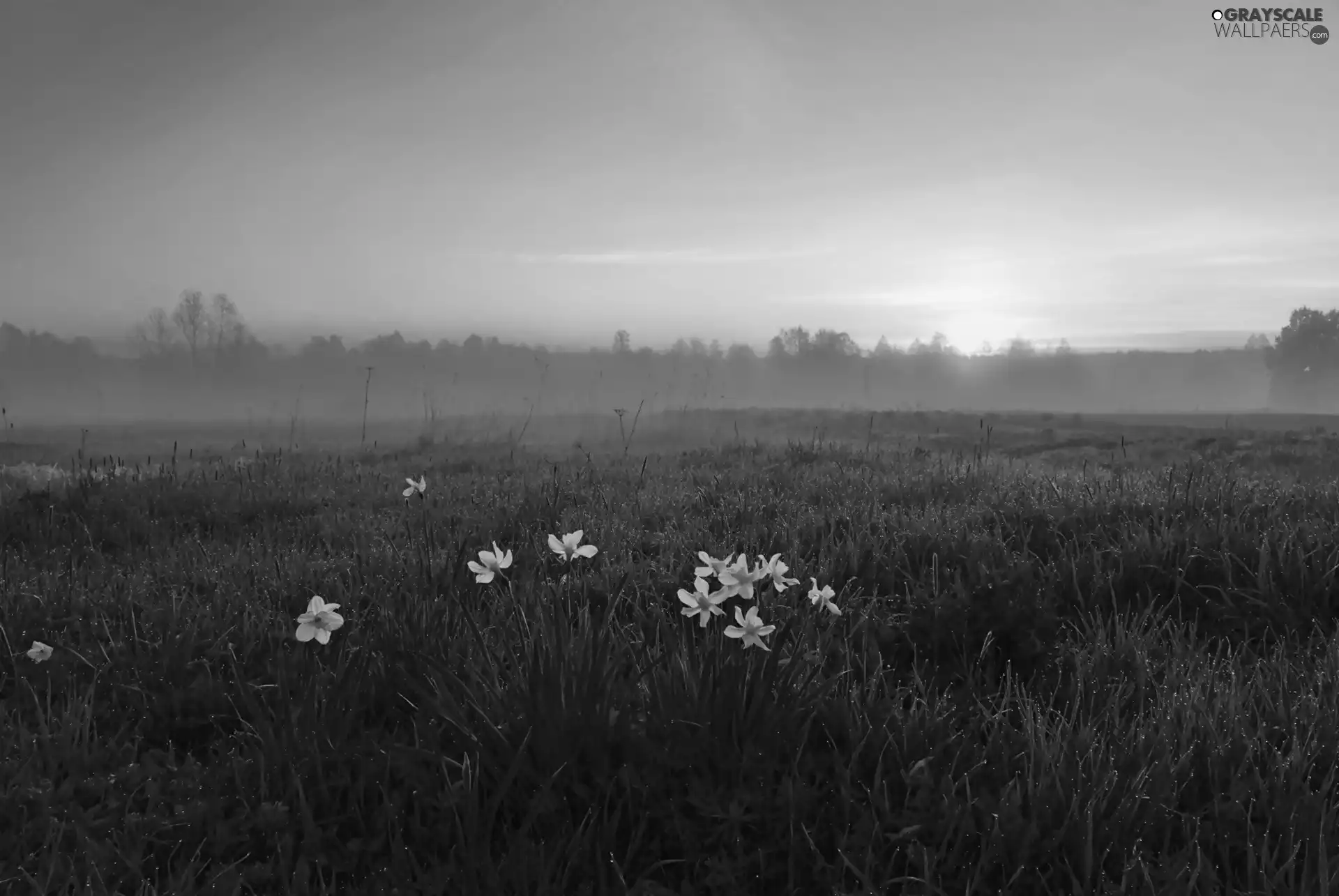 Meadow, Fog, Daffodils, Sunrise