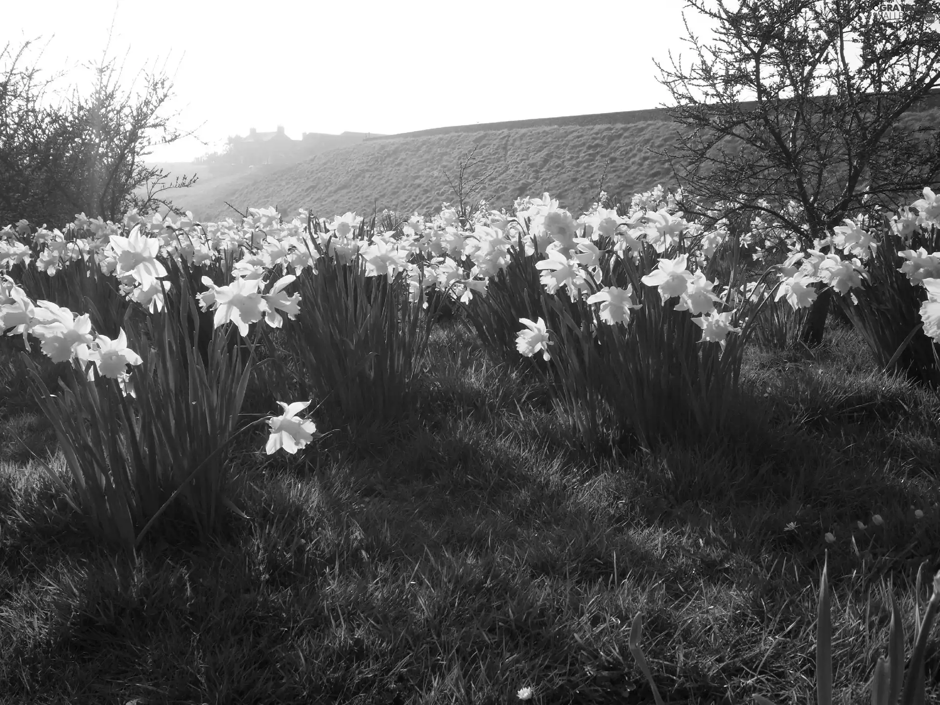 Daffodils, Spring, Meadow