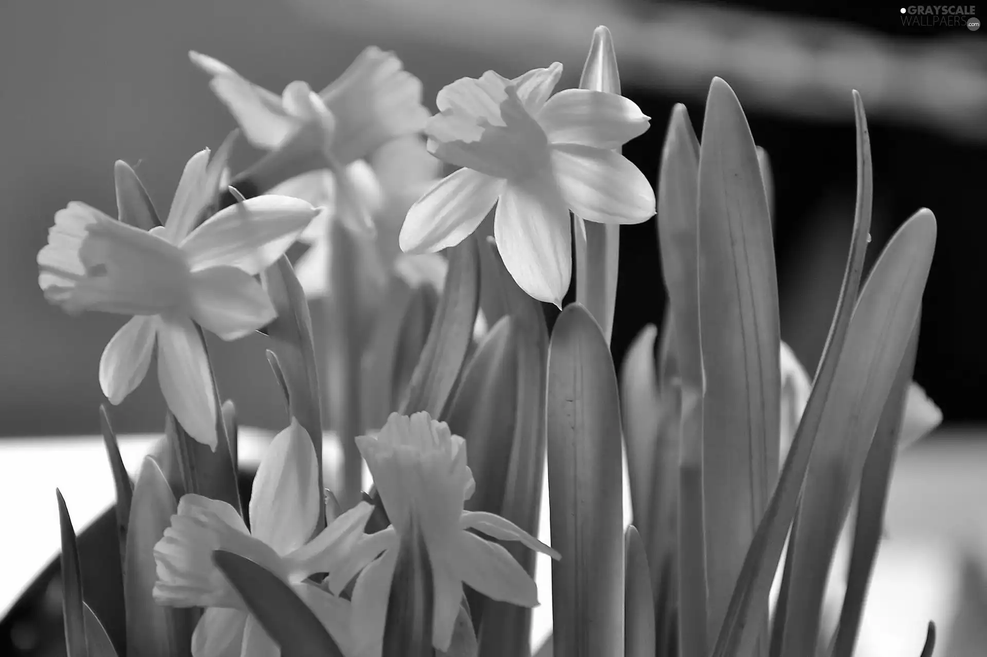 some, daffodils
