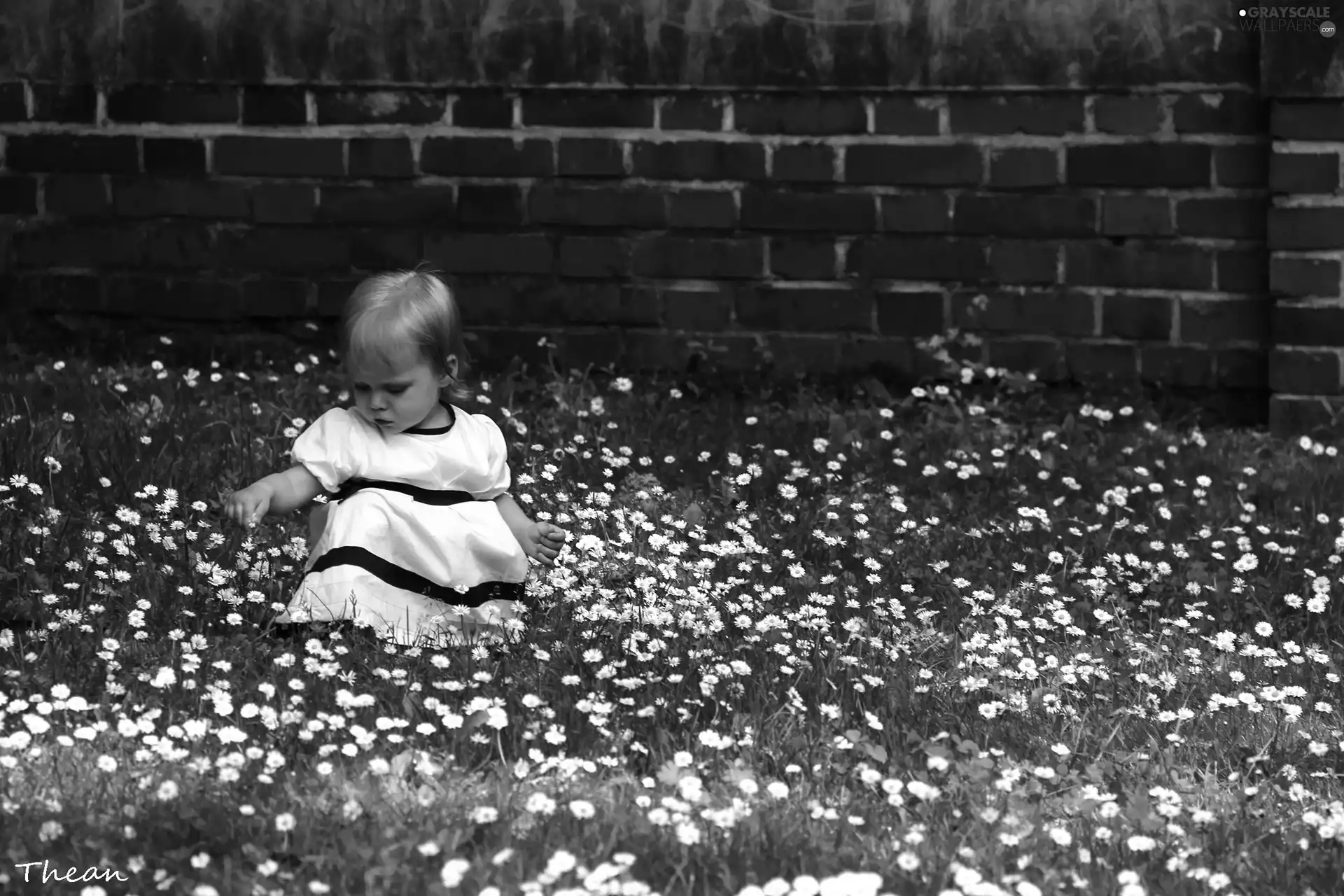grass, girl, wall, dress, small, daisies, brick
