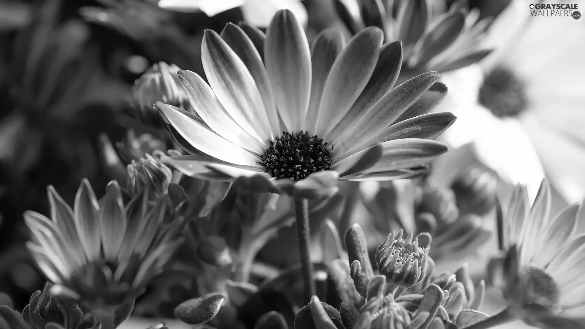 Buds, Flowers, African Daisies
