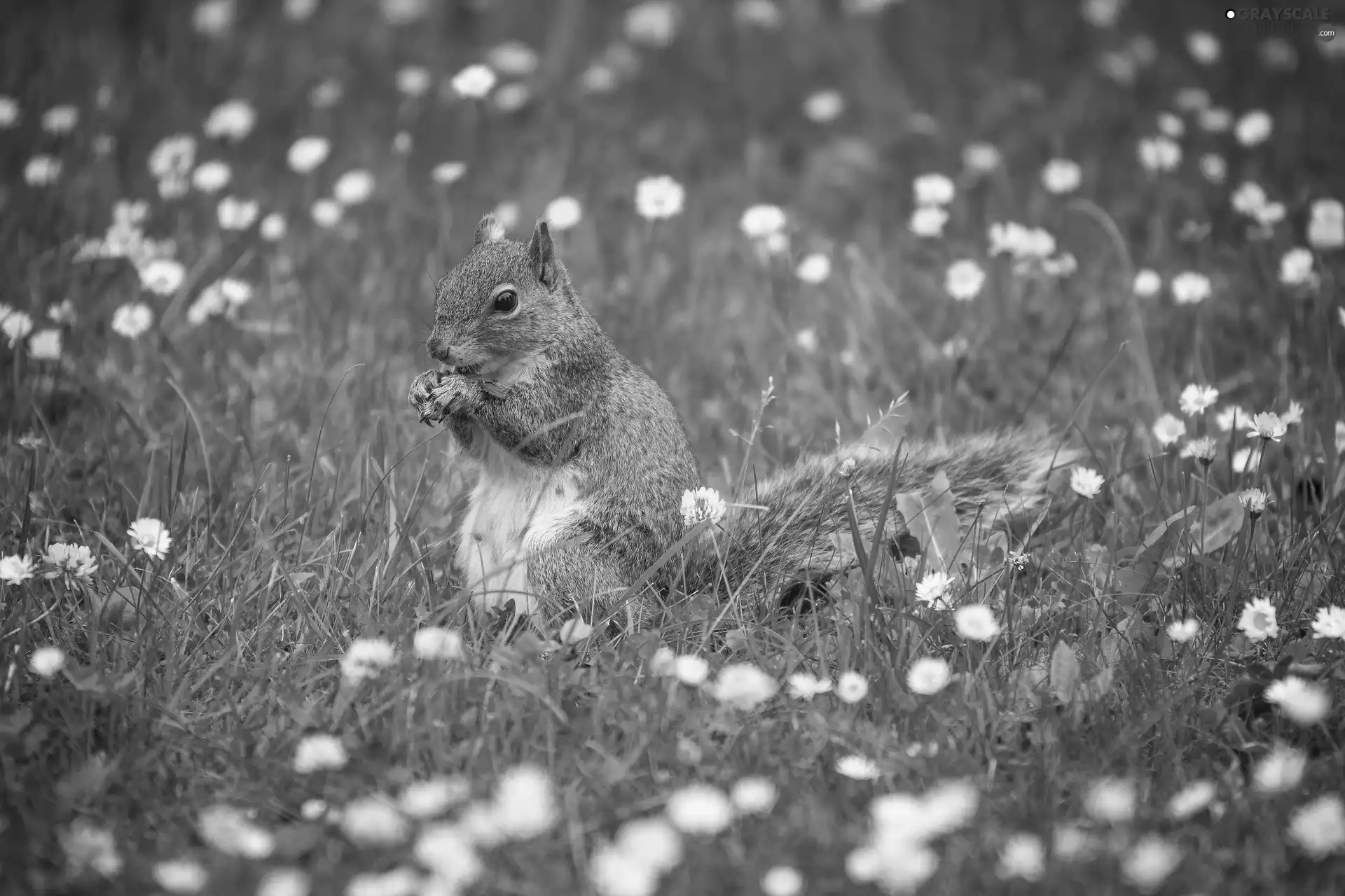 Gray, Meadow, daisies, squirrel