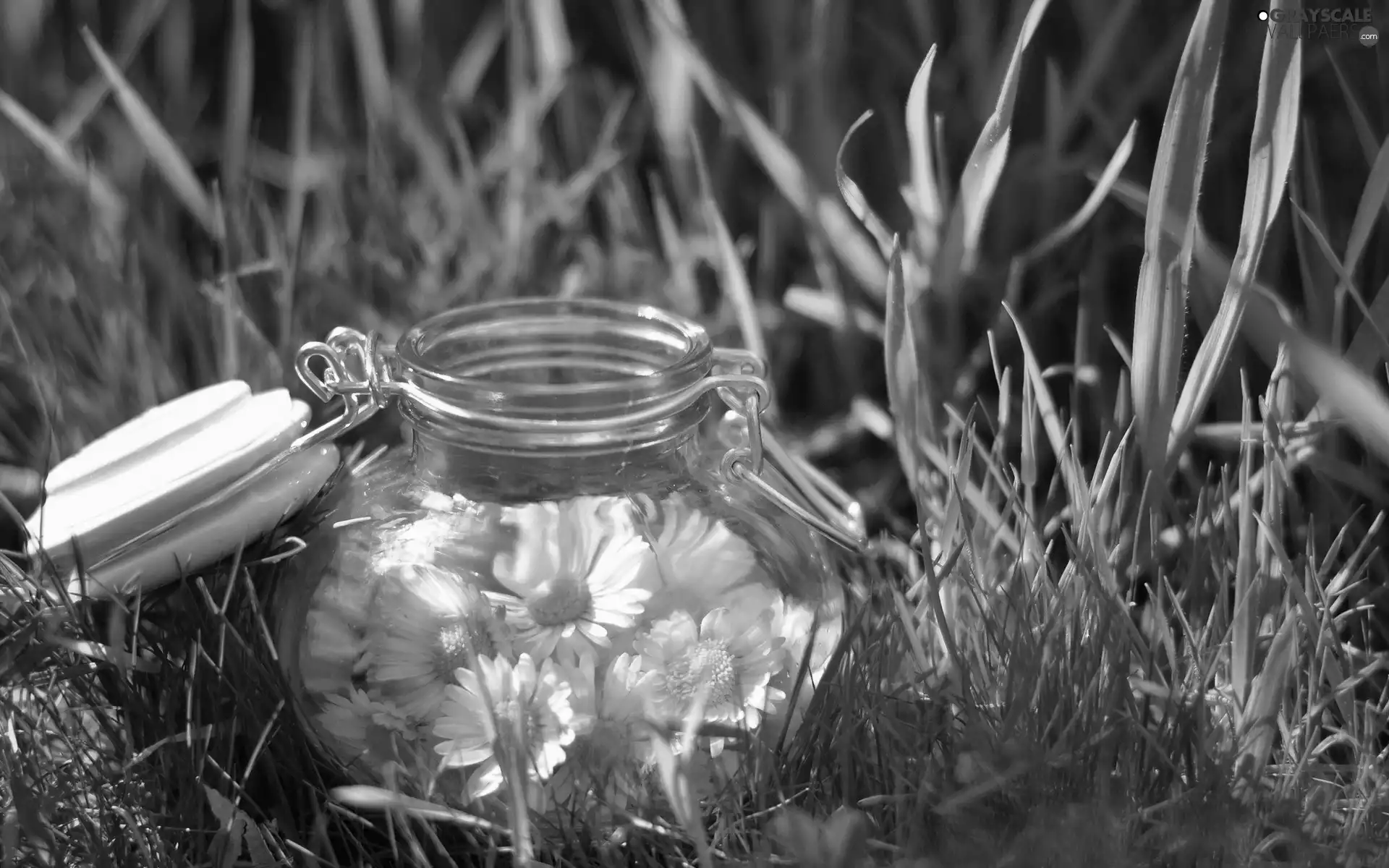 daisies, Meadow, jar