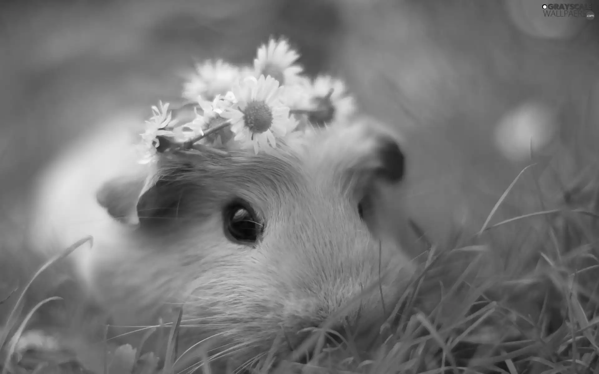 guinea pig, grass, daisies, maritime