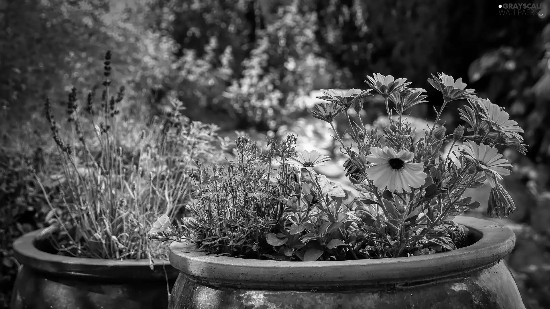 pots, Flowers, African Daisies