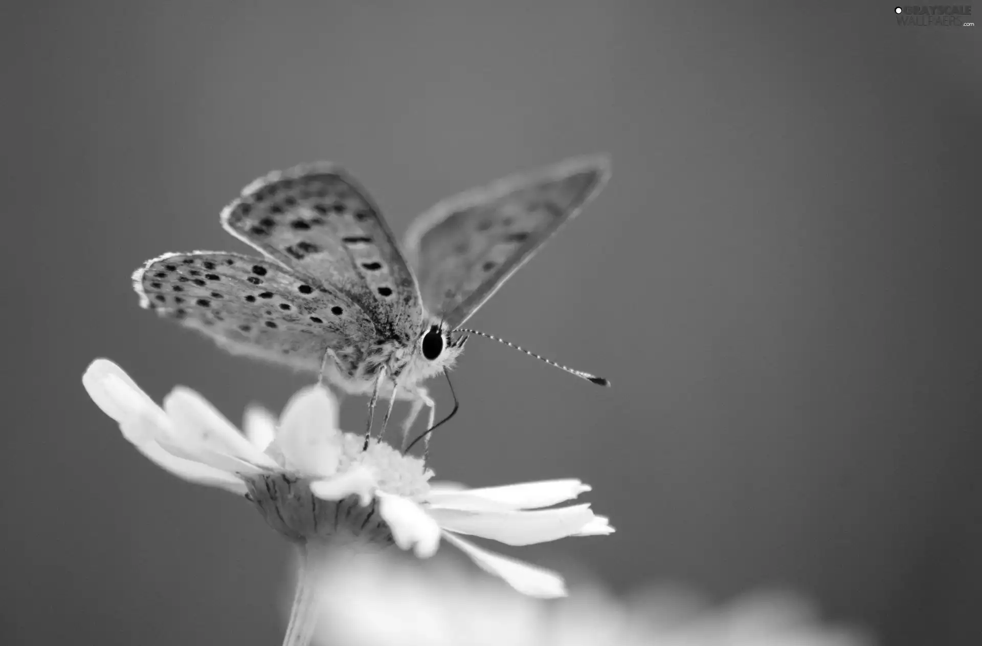 butterfly, daisy