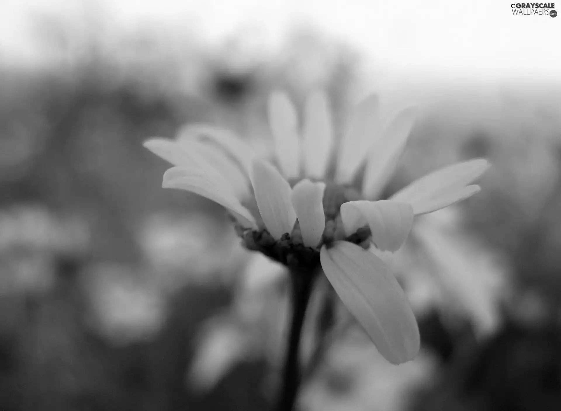 White, daisy
