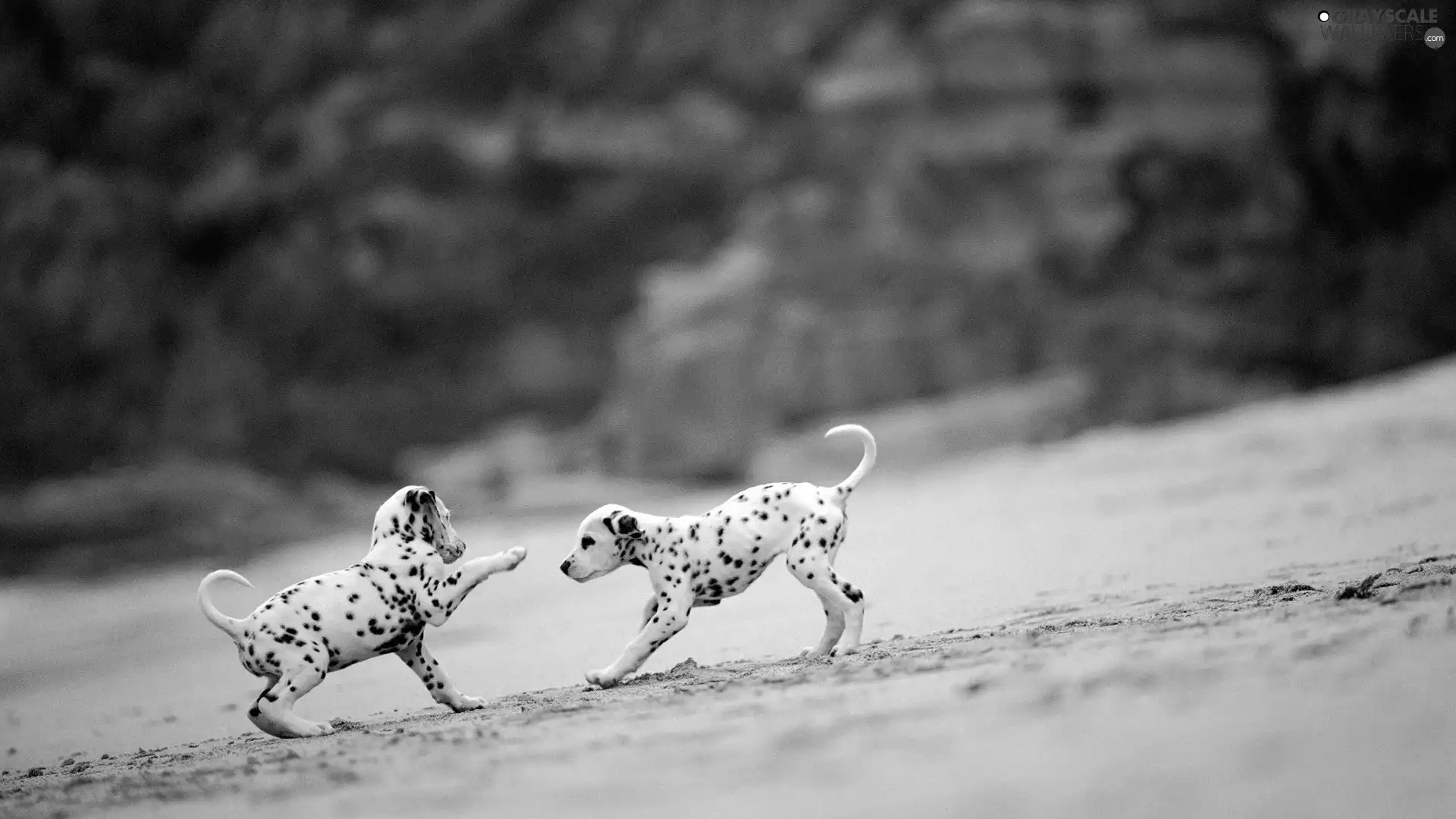 play, little doggies, Dalmatians