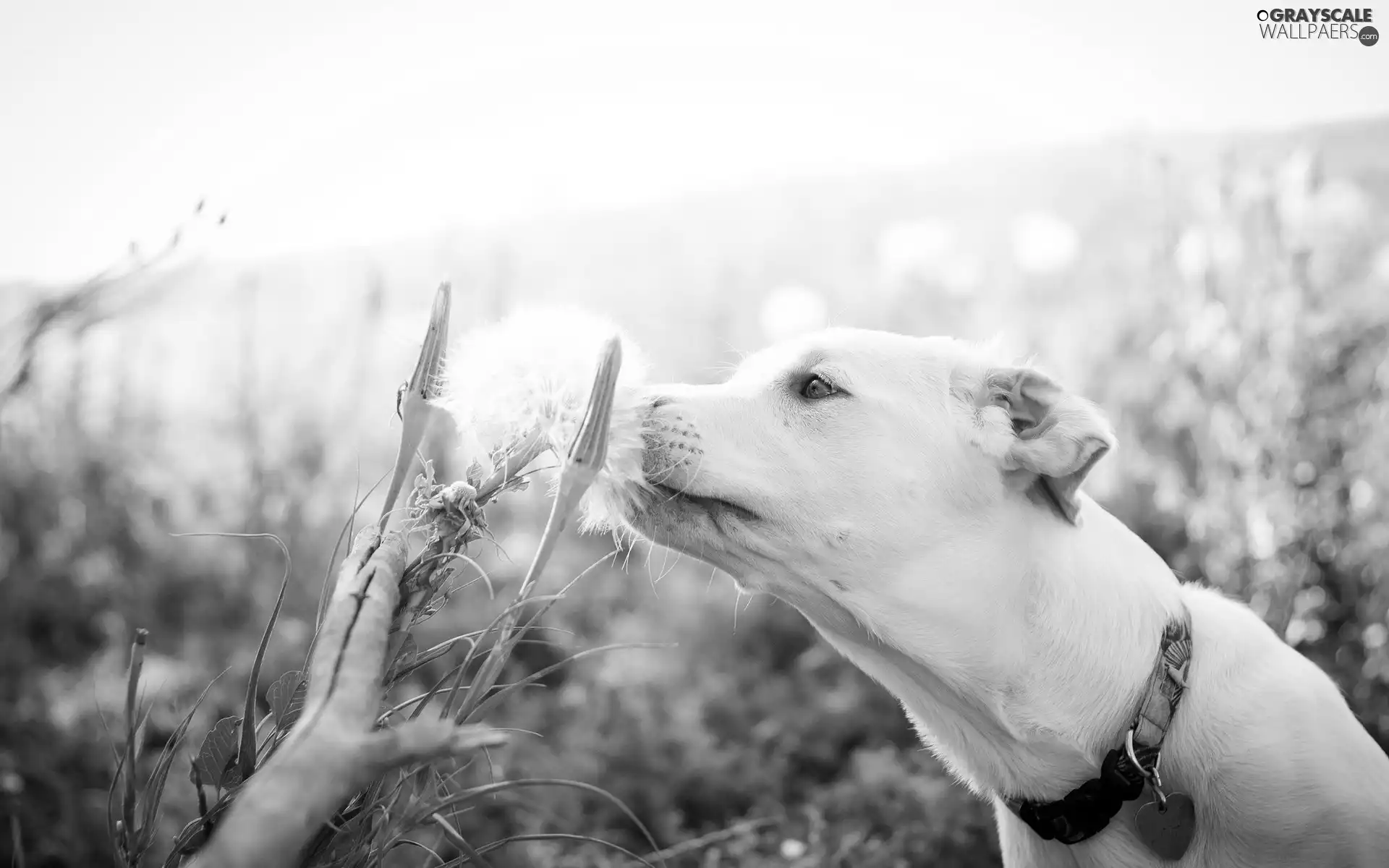 White, dog-collar, dandelion, dog