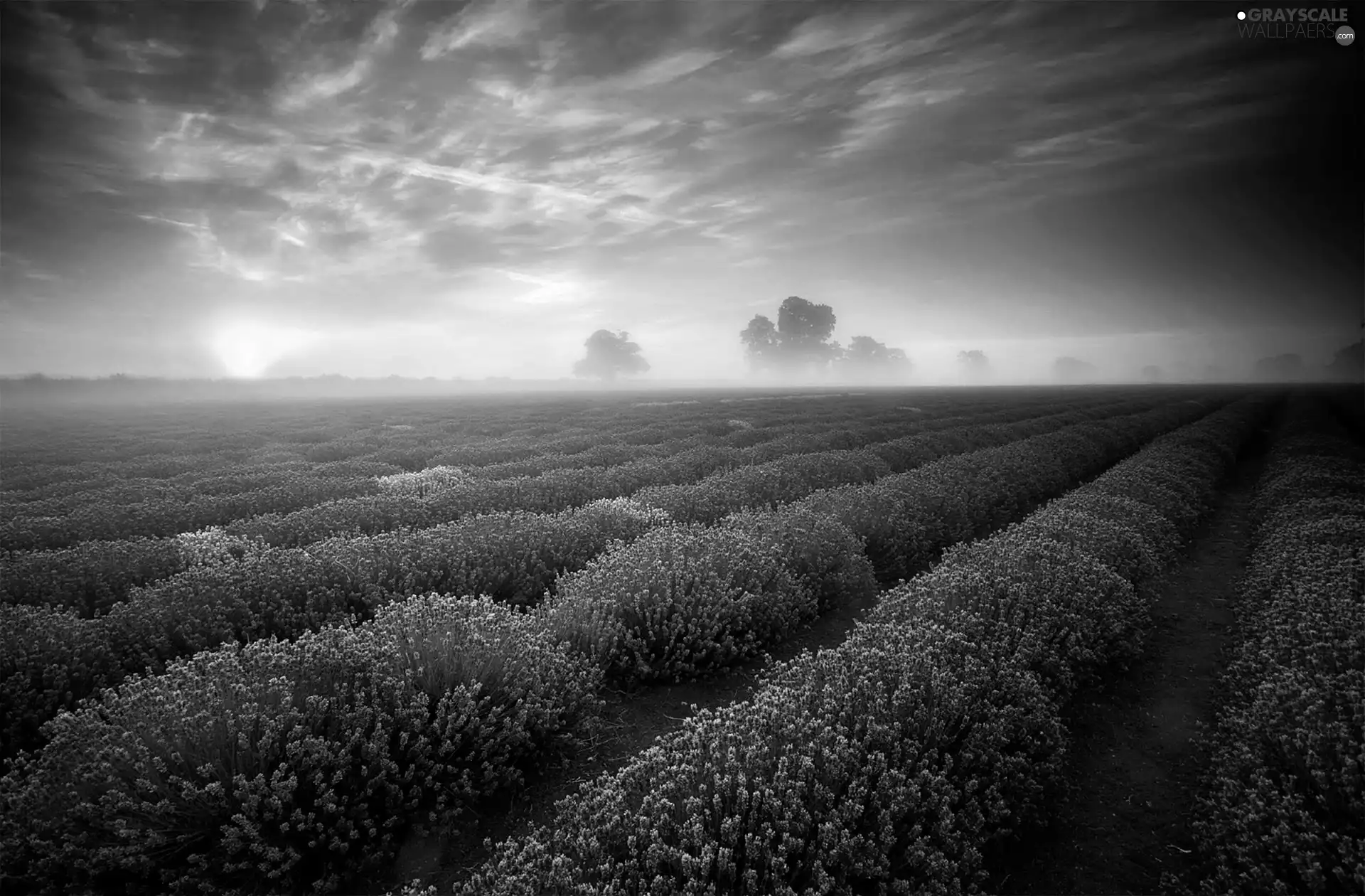 lavender, Fog, dawn, Field