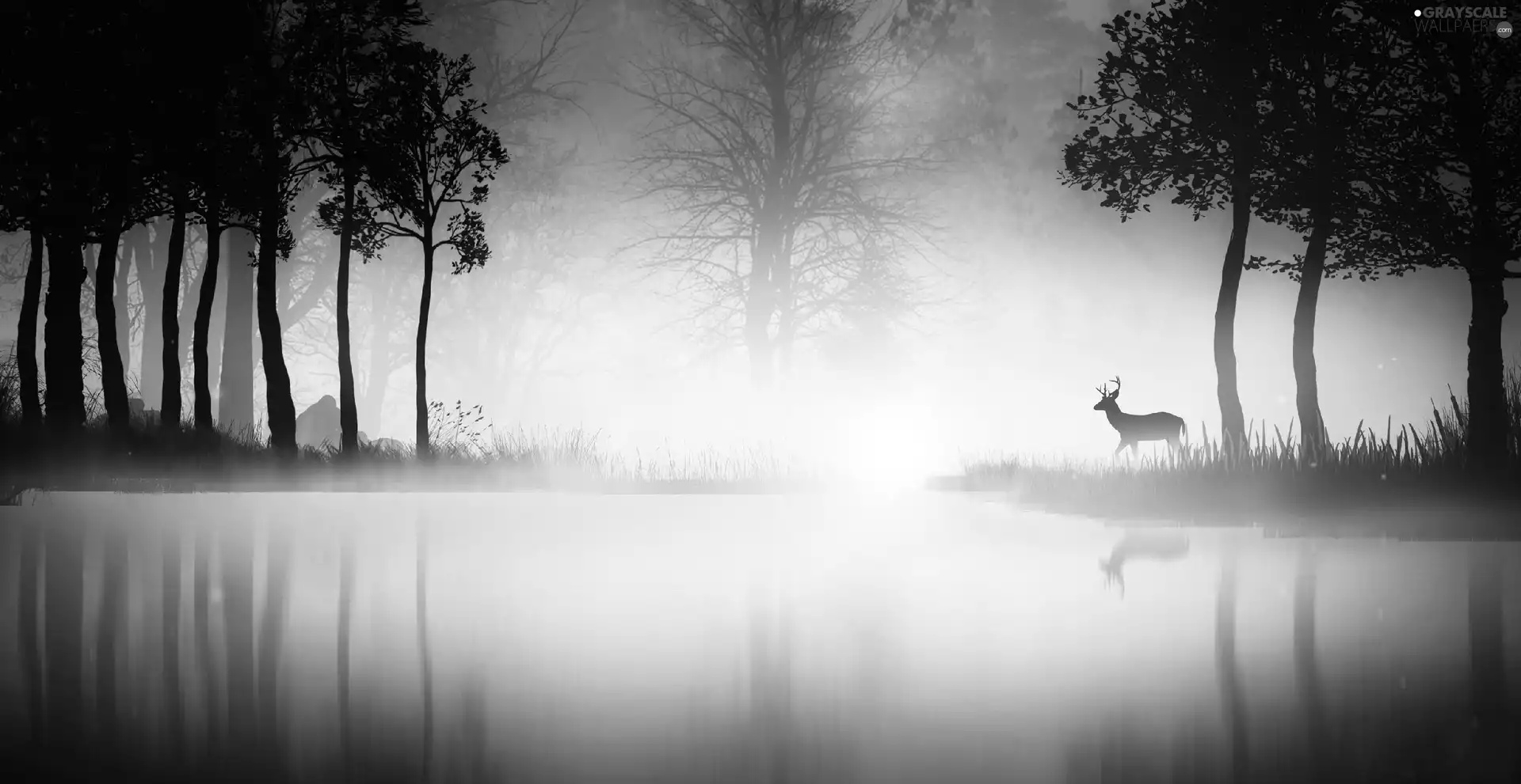 Fog, forest, deer, water