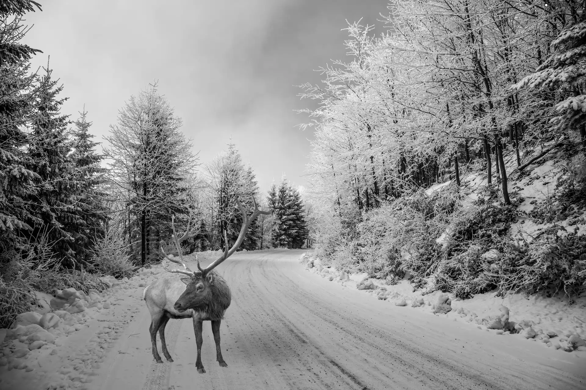 winter, Way, deer, forest