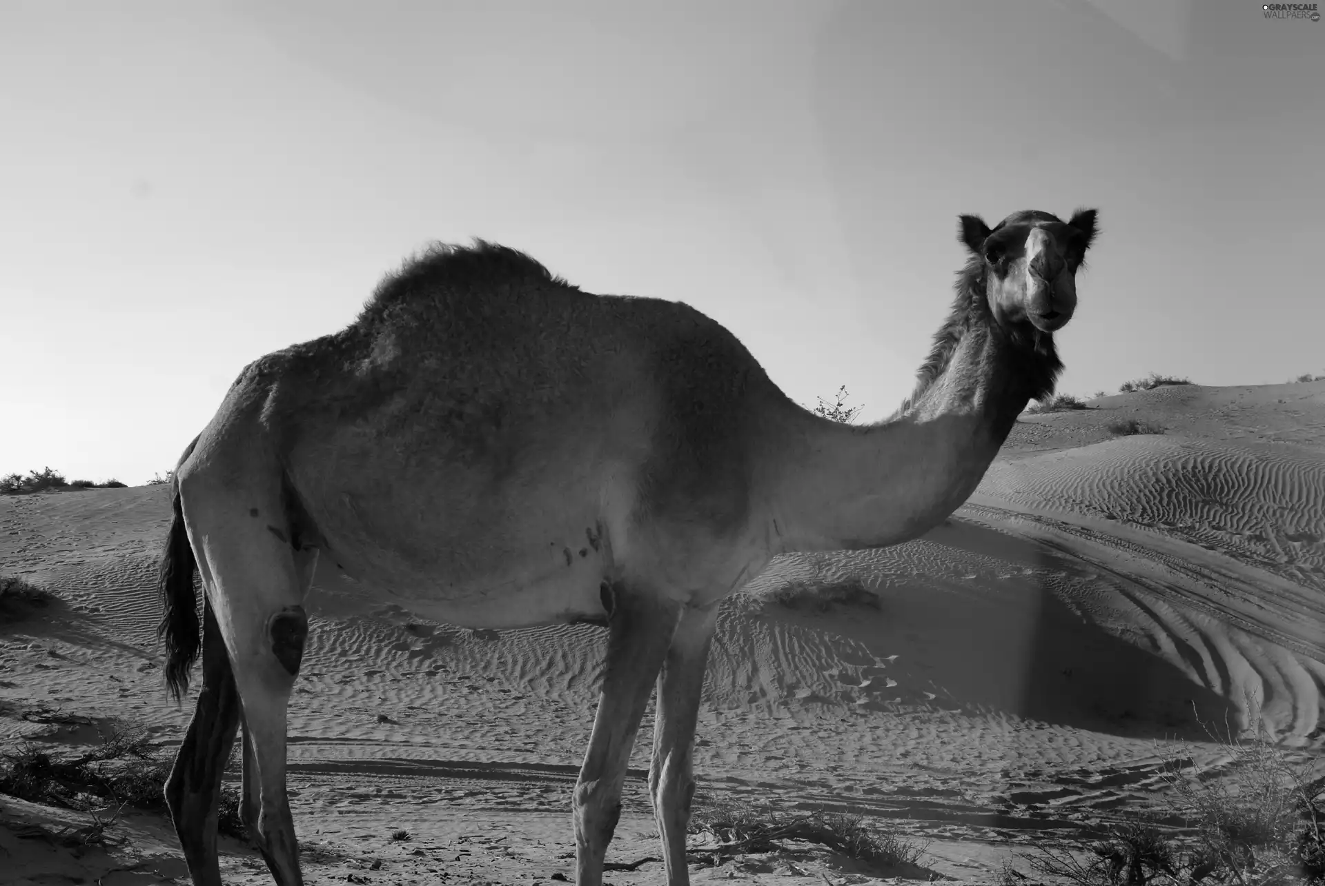dromedary, Desert