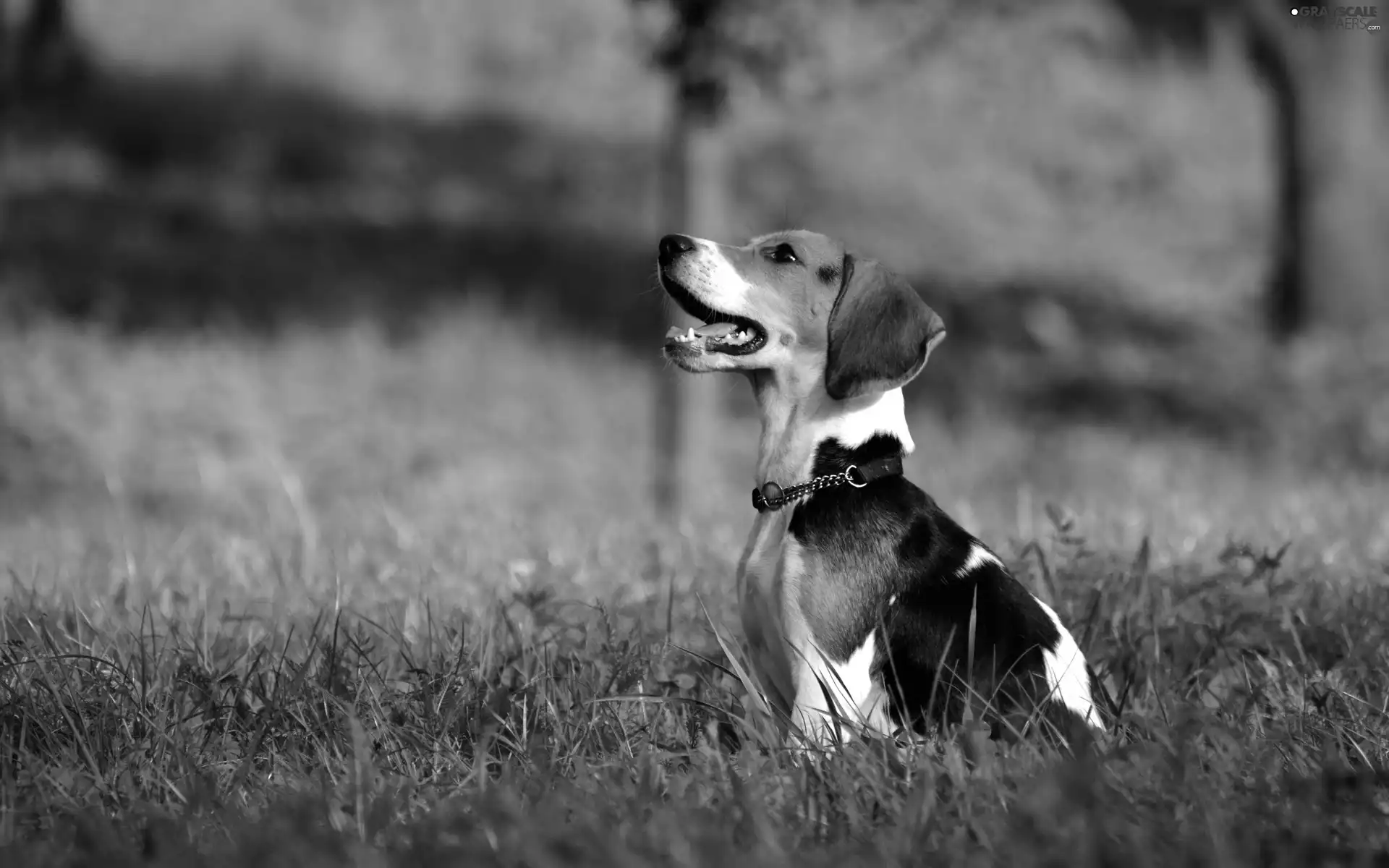 grass, Beagle, dog-collar