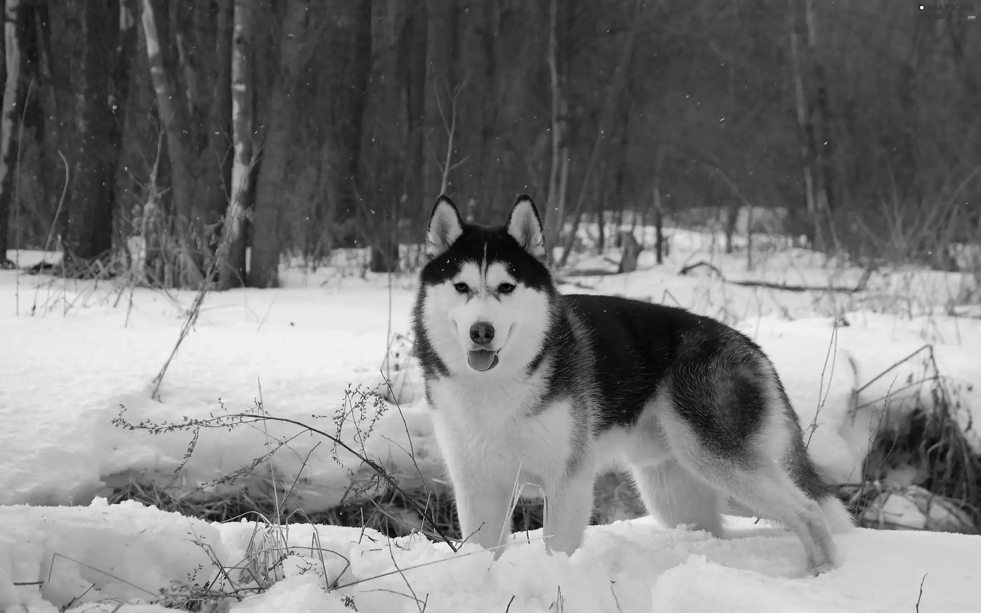 dog, Alaskan Malamute, snow, forest, winter