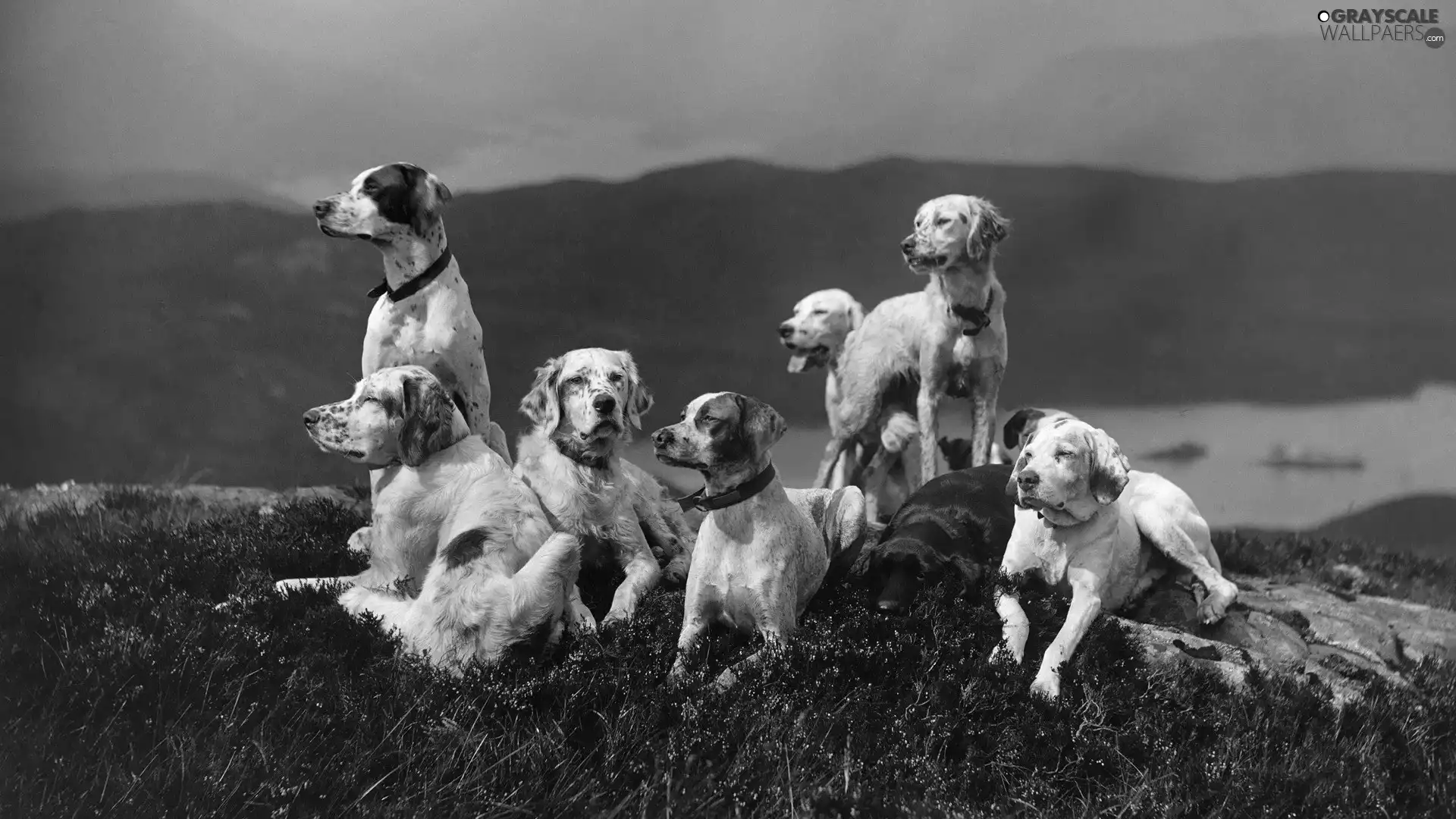 dogs, hill, Seven
