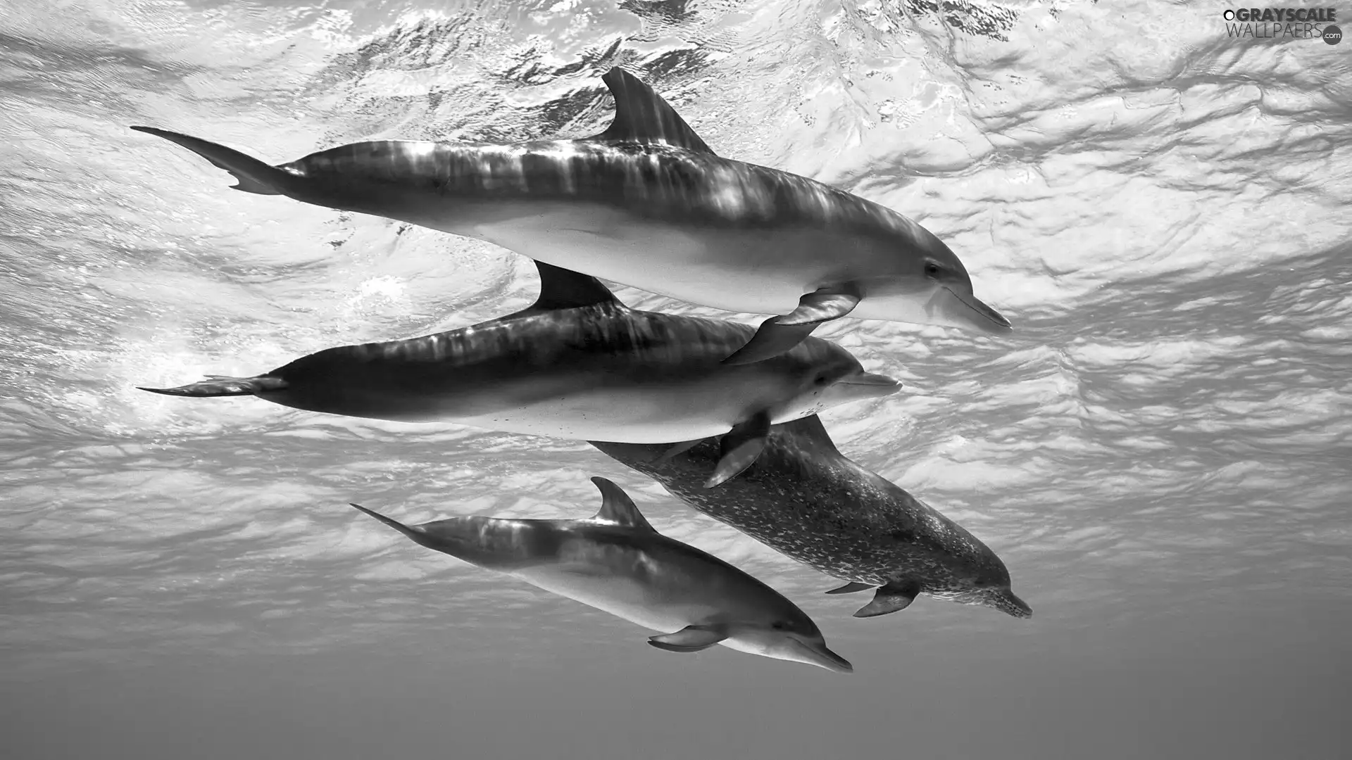 four, dolphins